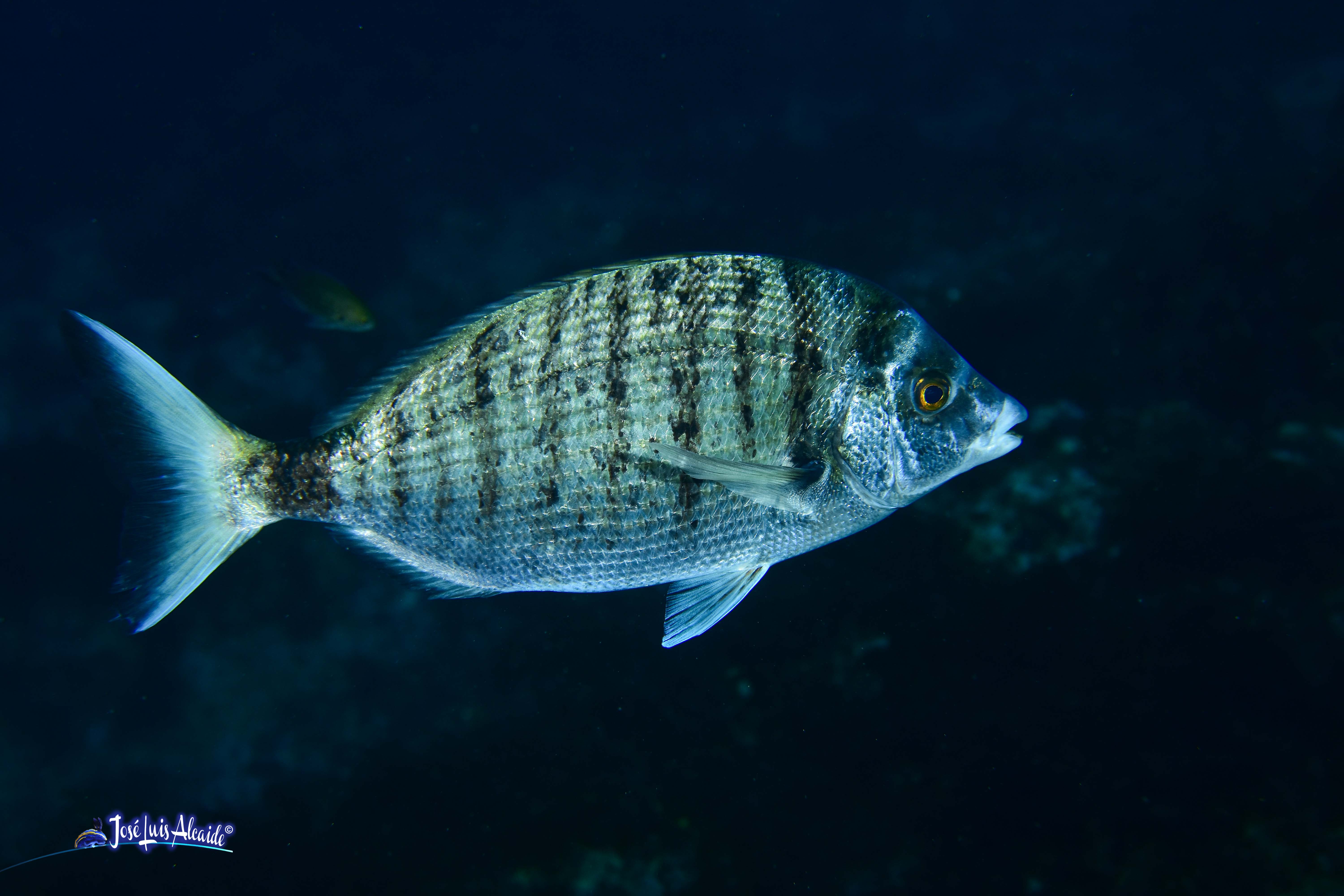 Diplodus puntazzo sargo picudo