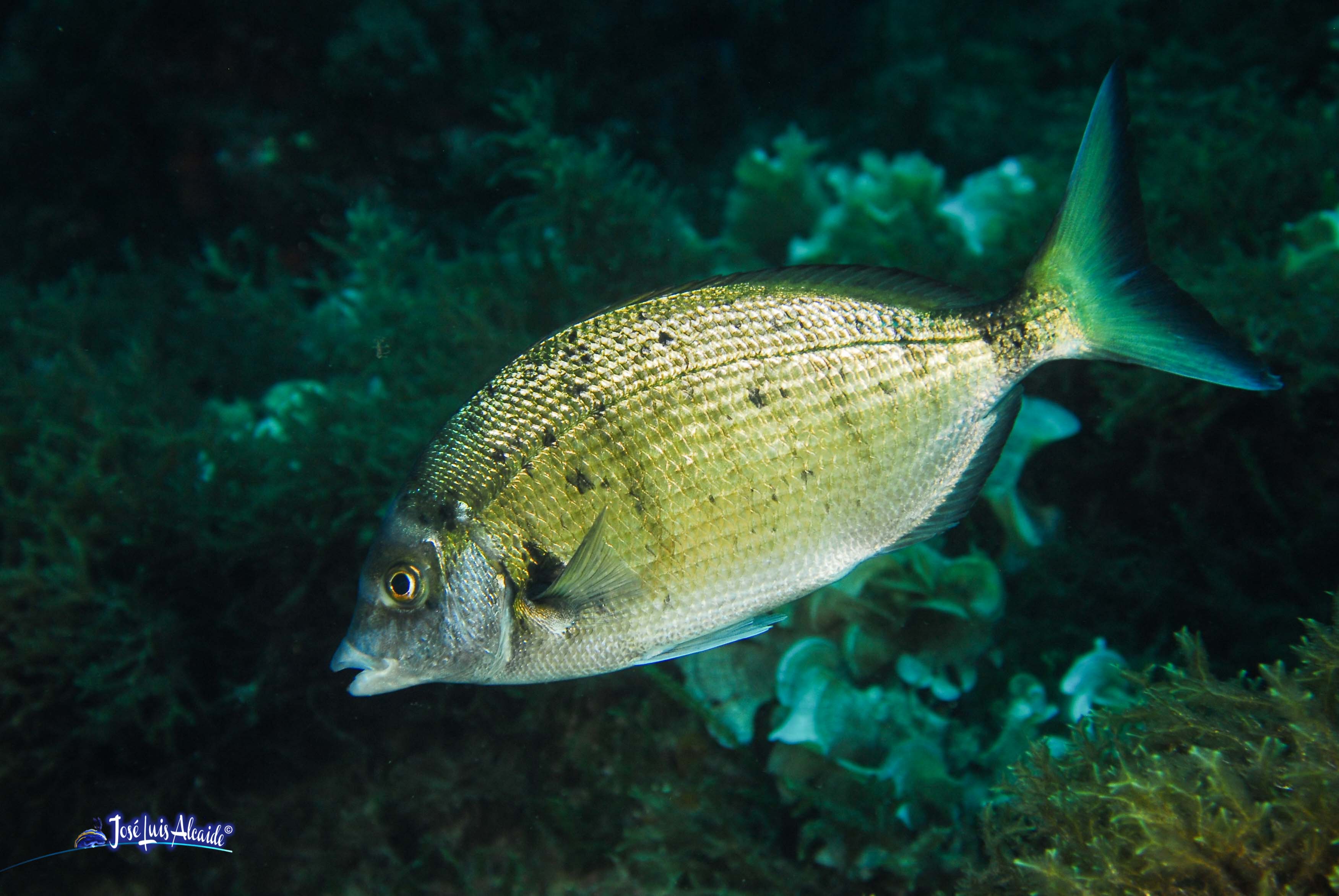 Diplodus puntazzo sargo picudo