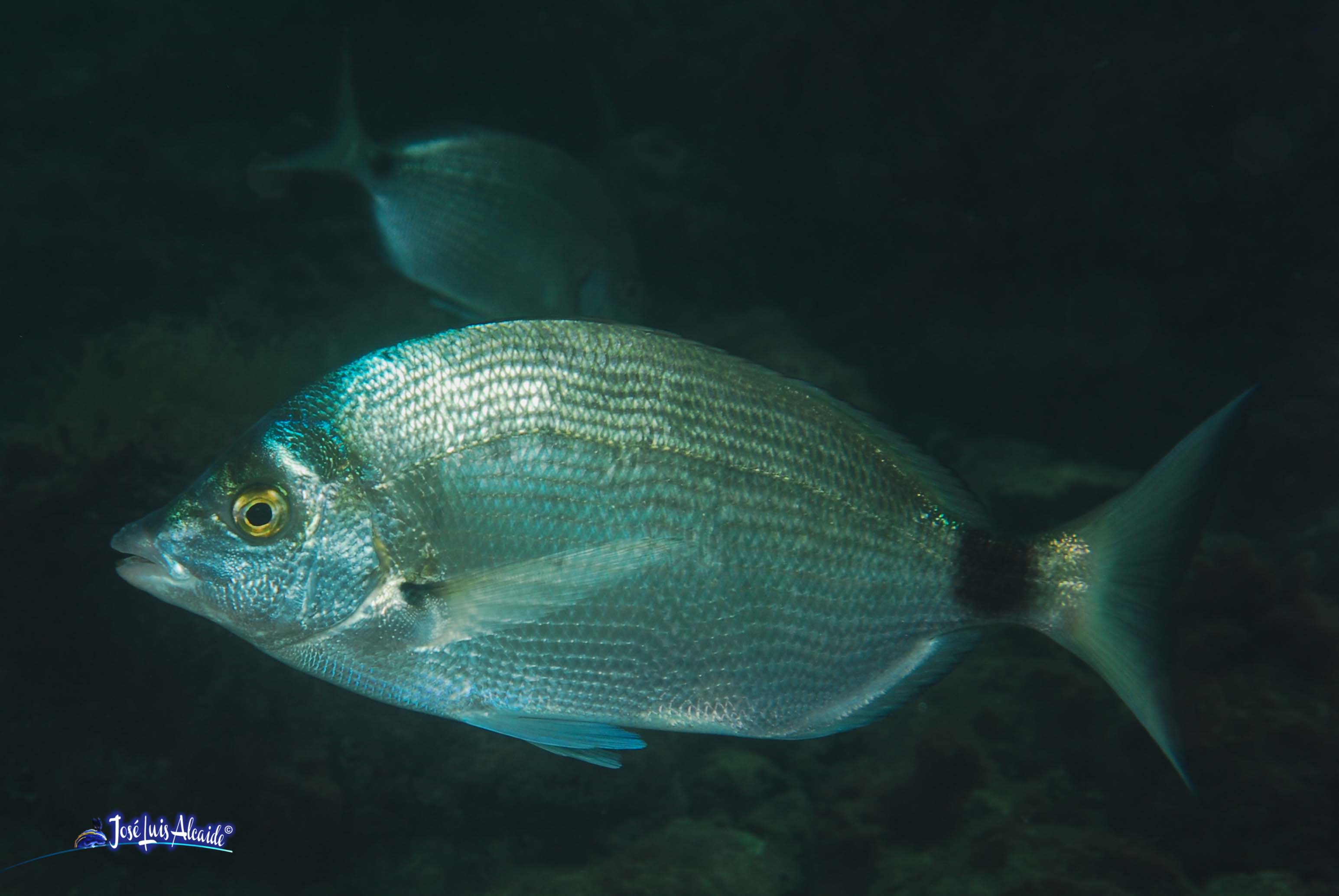 Diplodus puntazzo sargo picudo