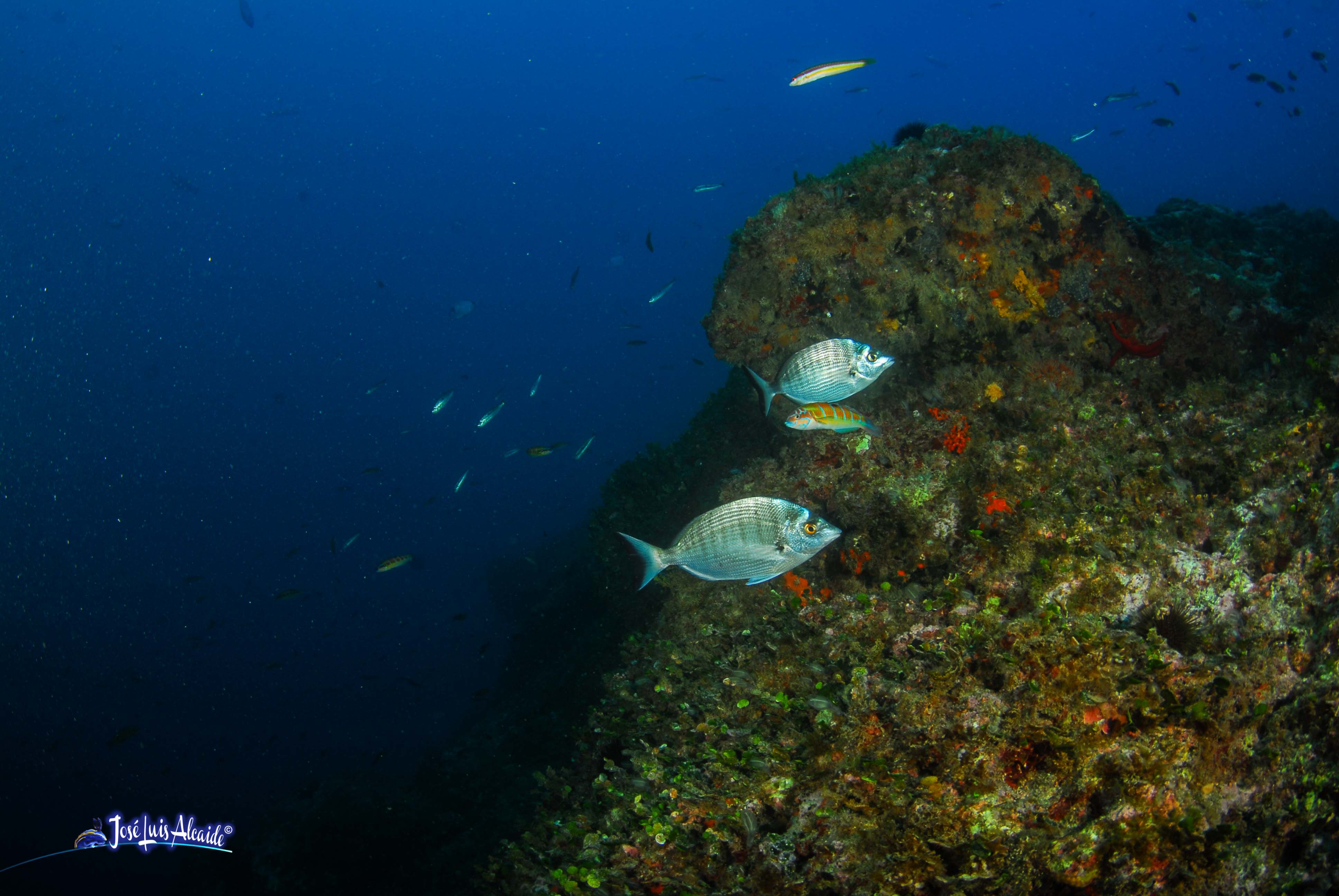 Diplodus puntazzo sargo picudo