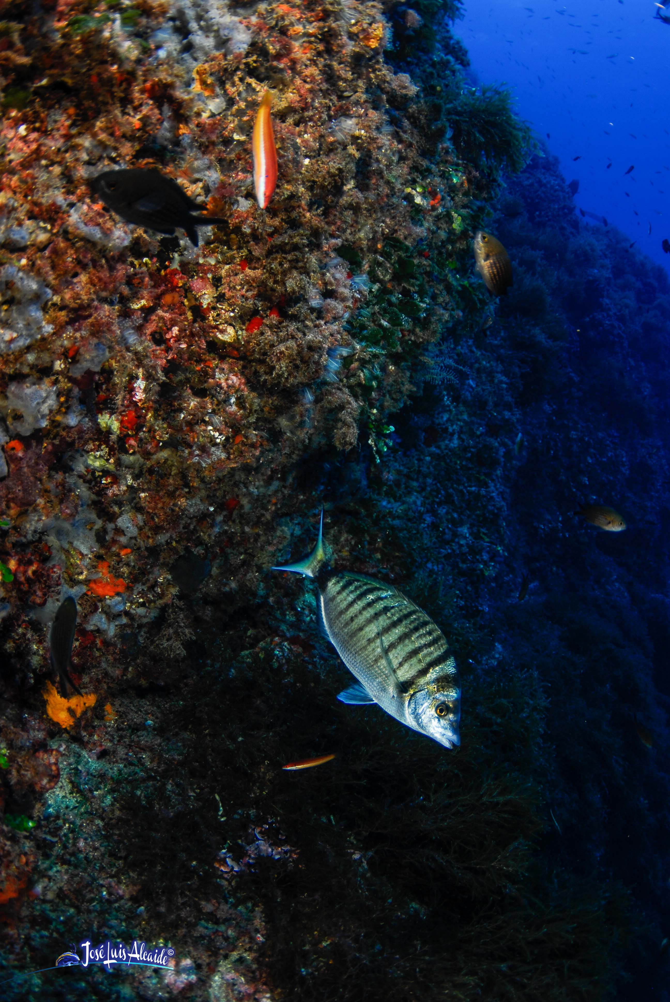 Diplodus puntazzo sargo picudo