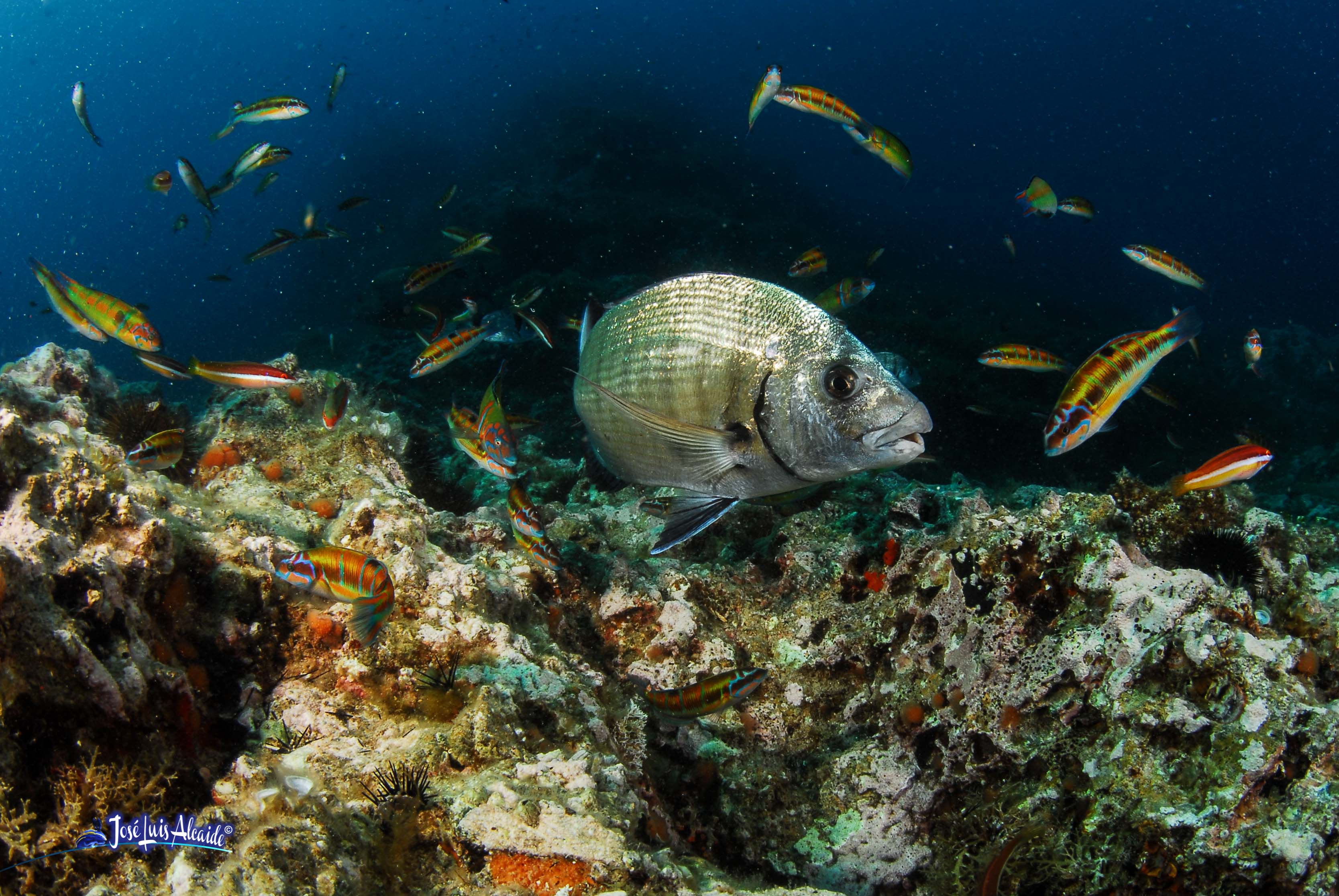 Diplodus sargus sargus sargo
