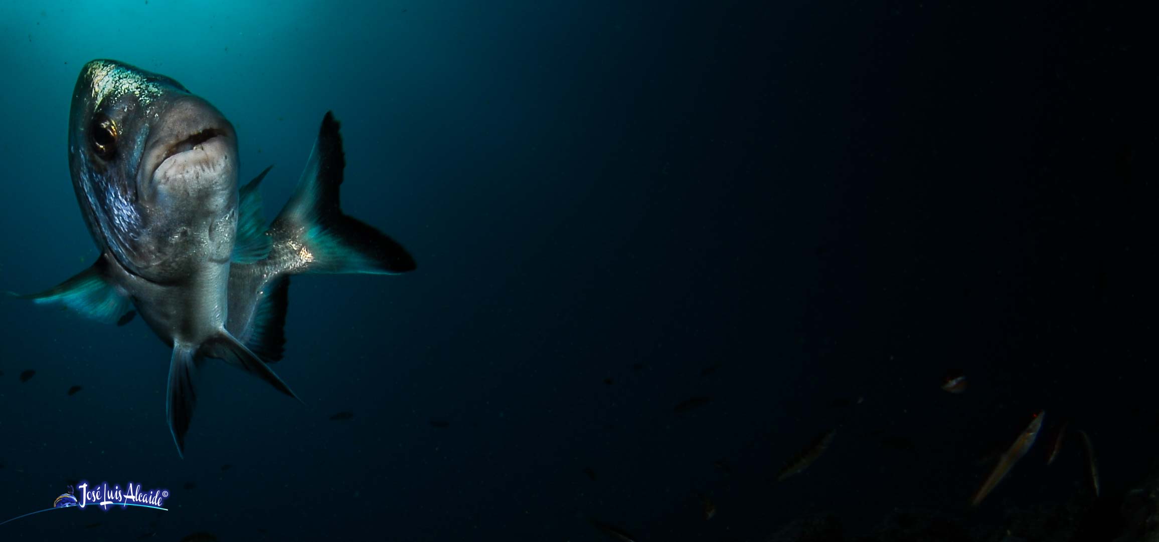 Diplodus sargus sargus sargo