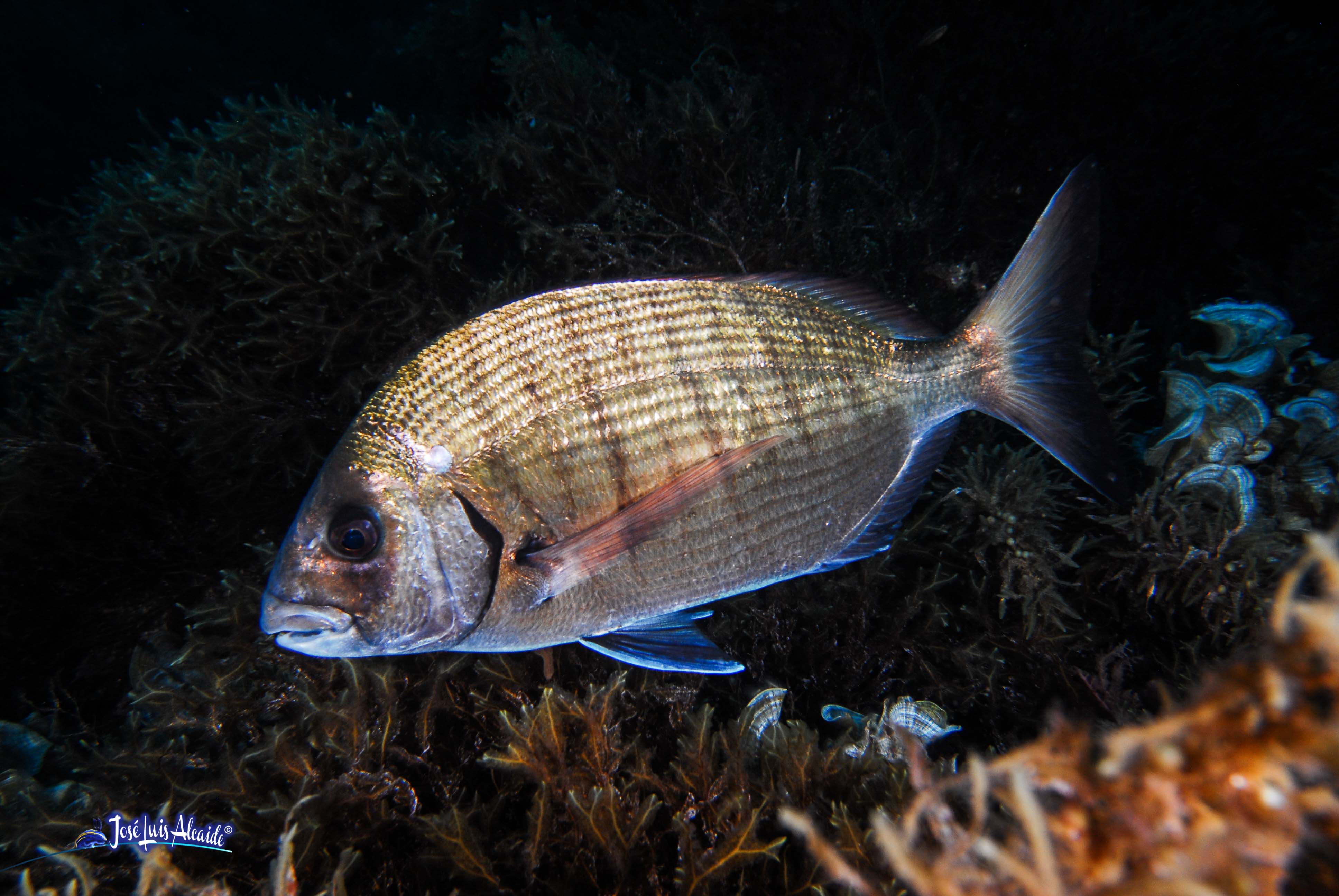 Diplodus sargus sargus sargo