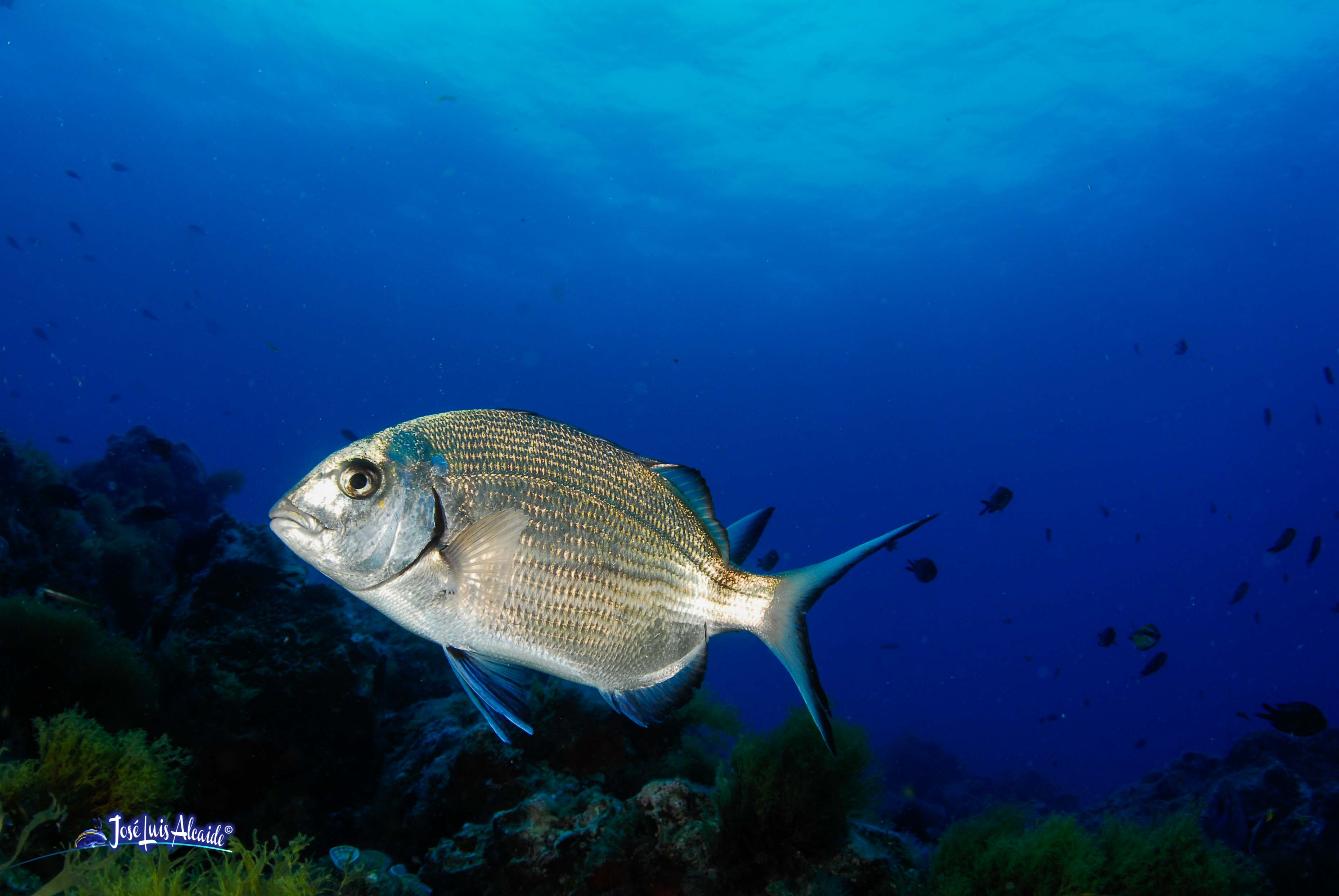 Diplodus sargus sargus sargo