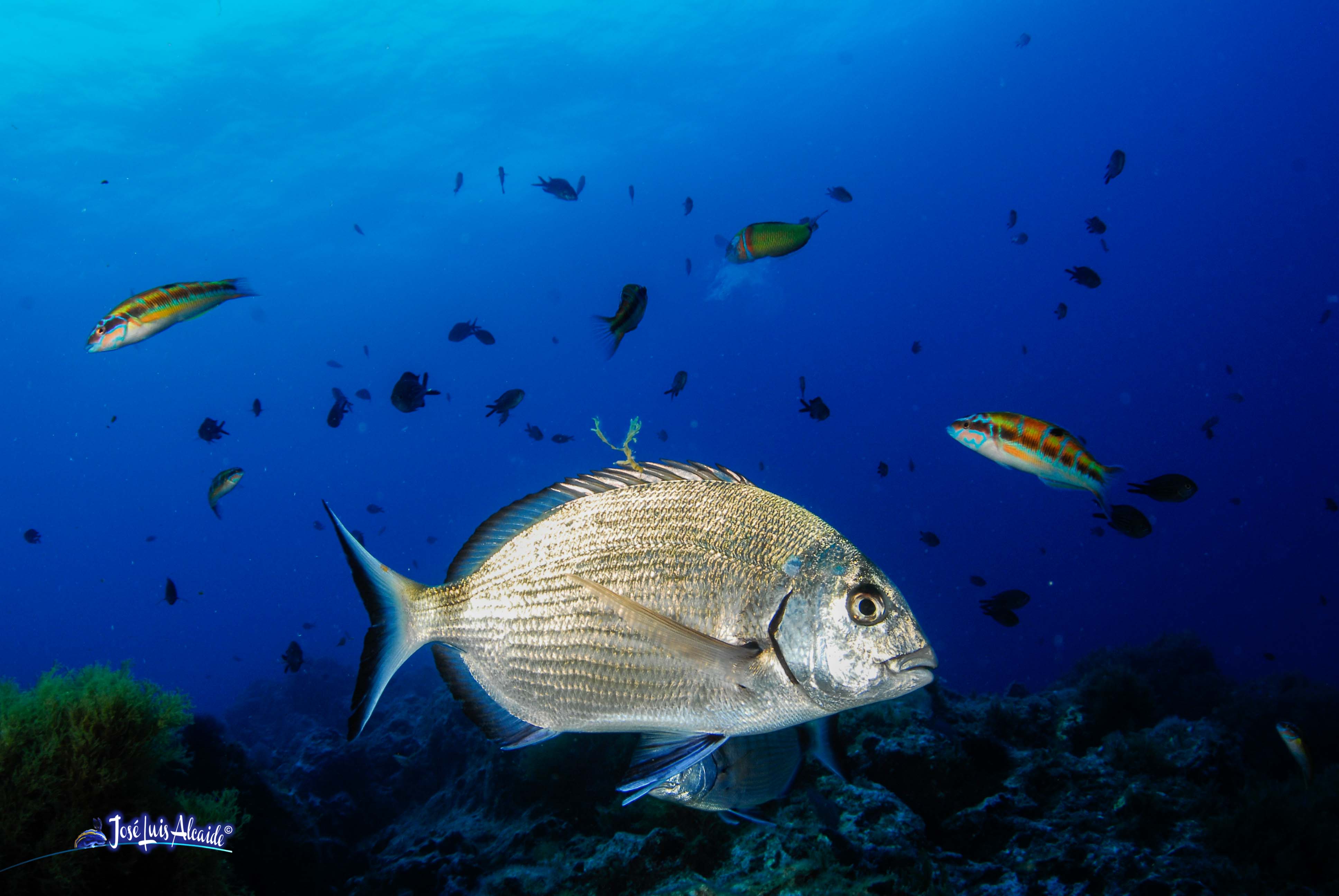 Diplodus sargus sargus sargo