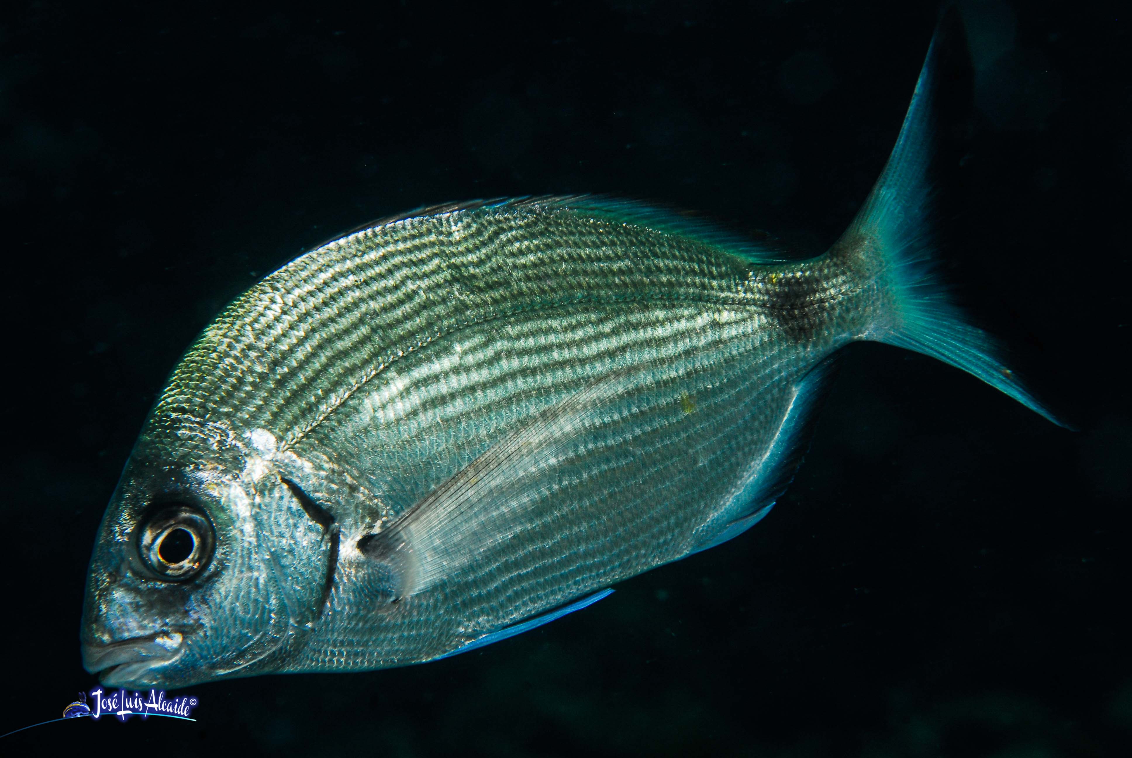Diplodus sargus sargus sargo