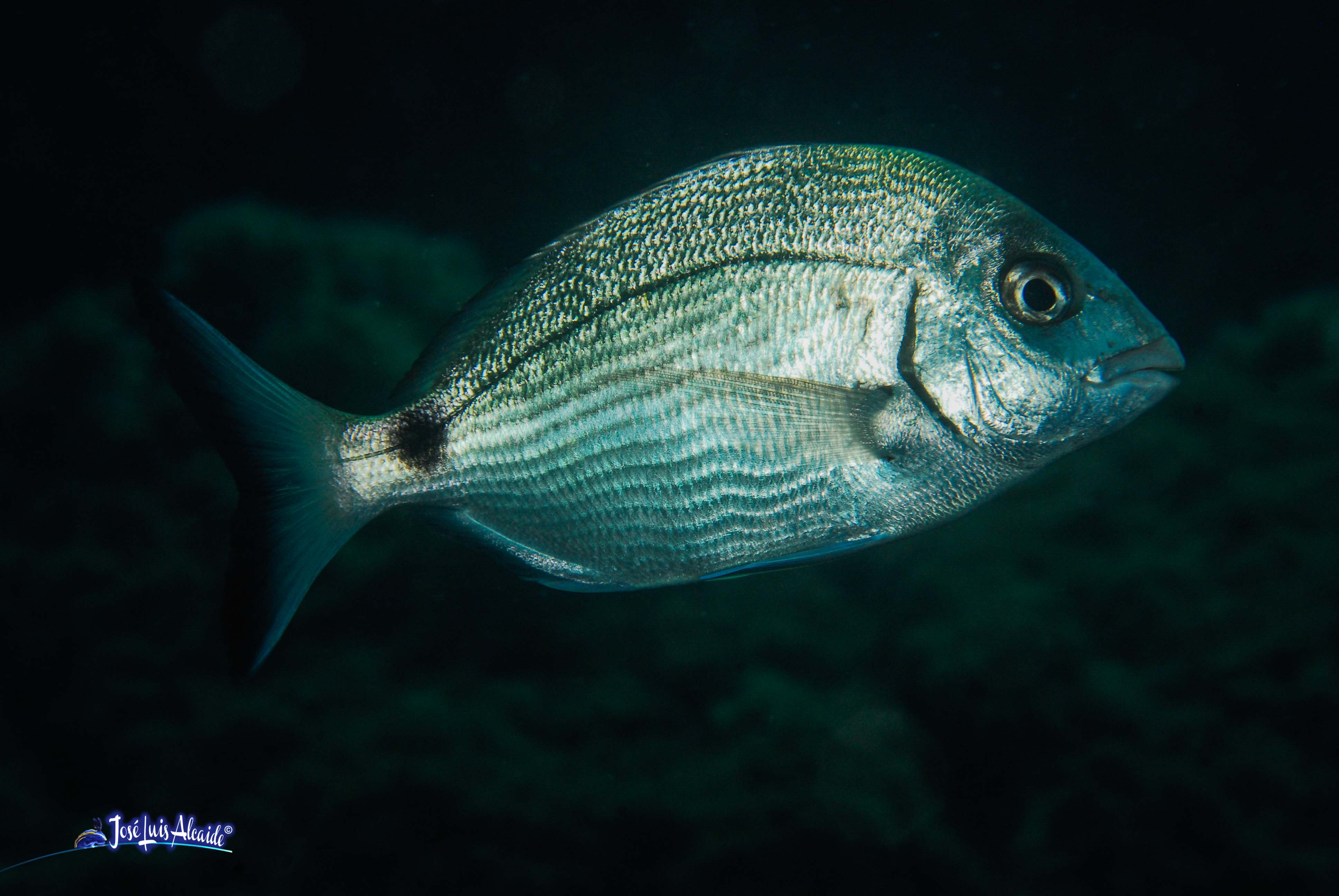 Diplodus sargus sargus sargo