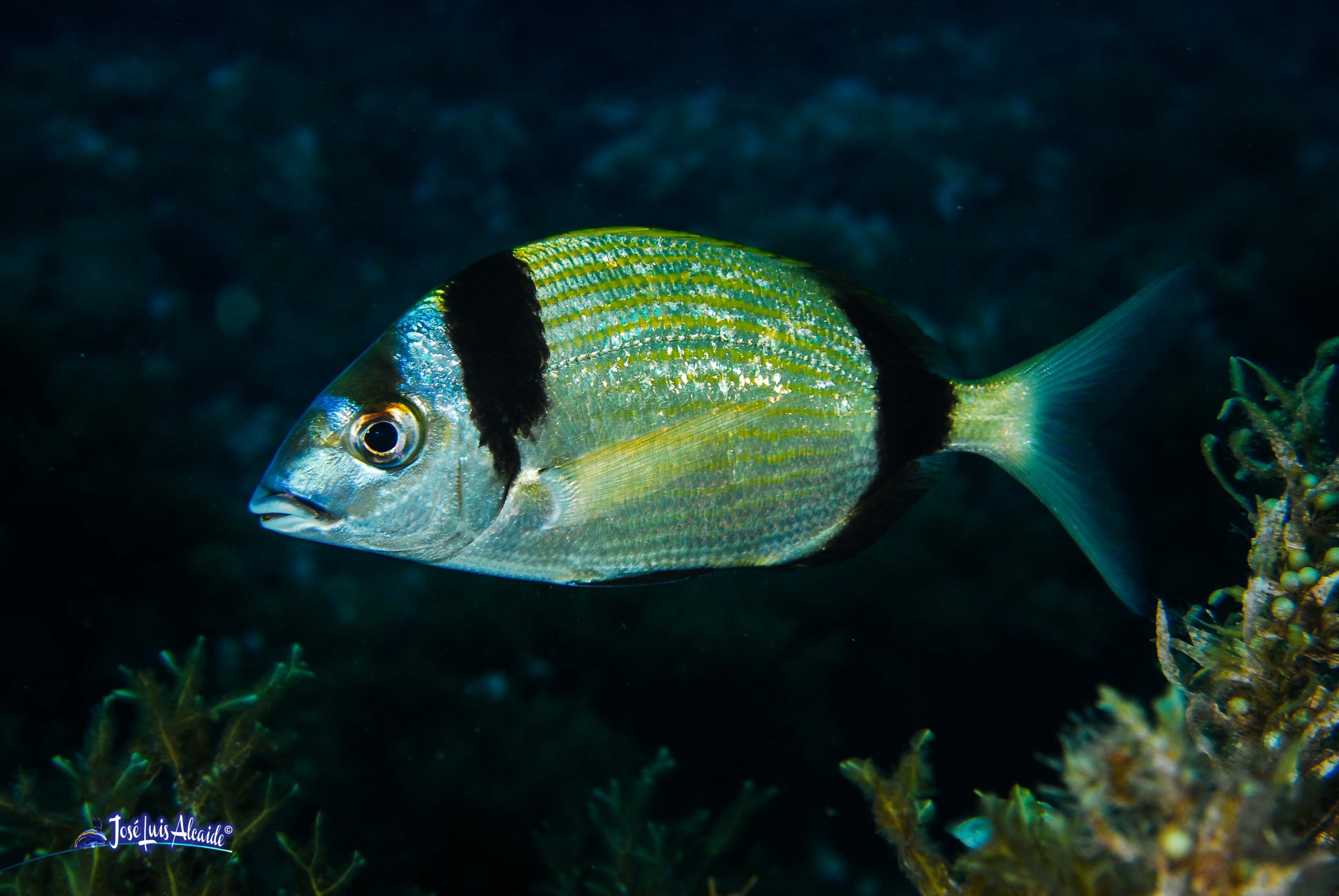 Diplodus vulgaris sargo mojarra