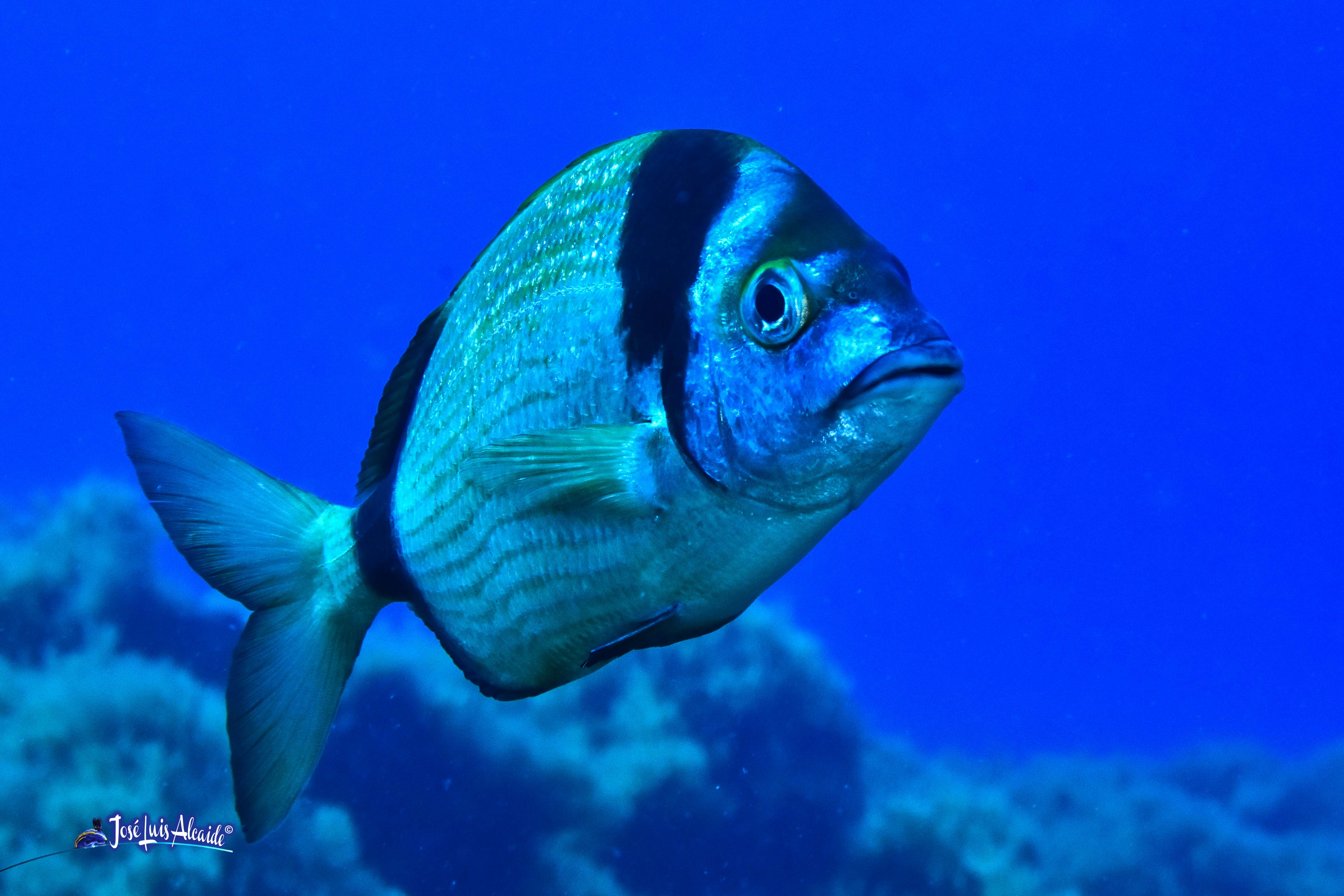 Diplodus vulgaris sargo mojarra