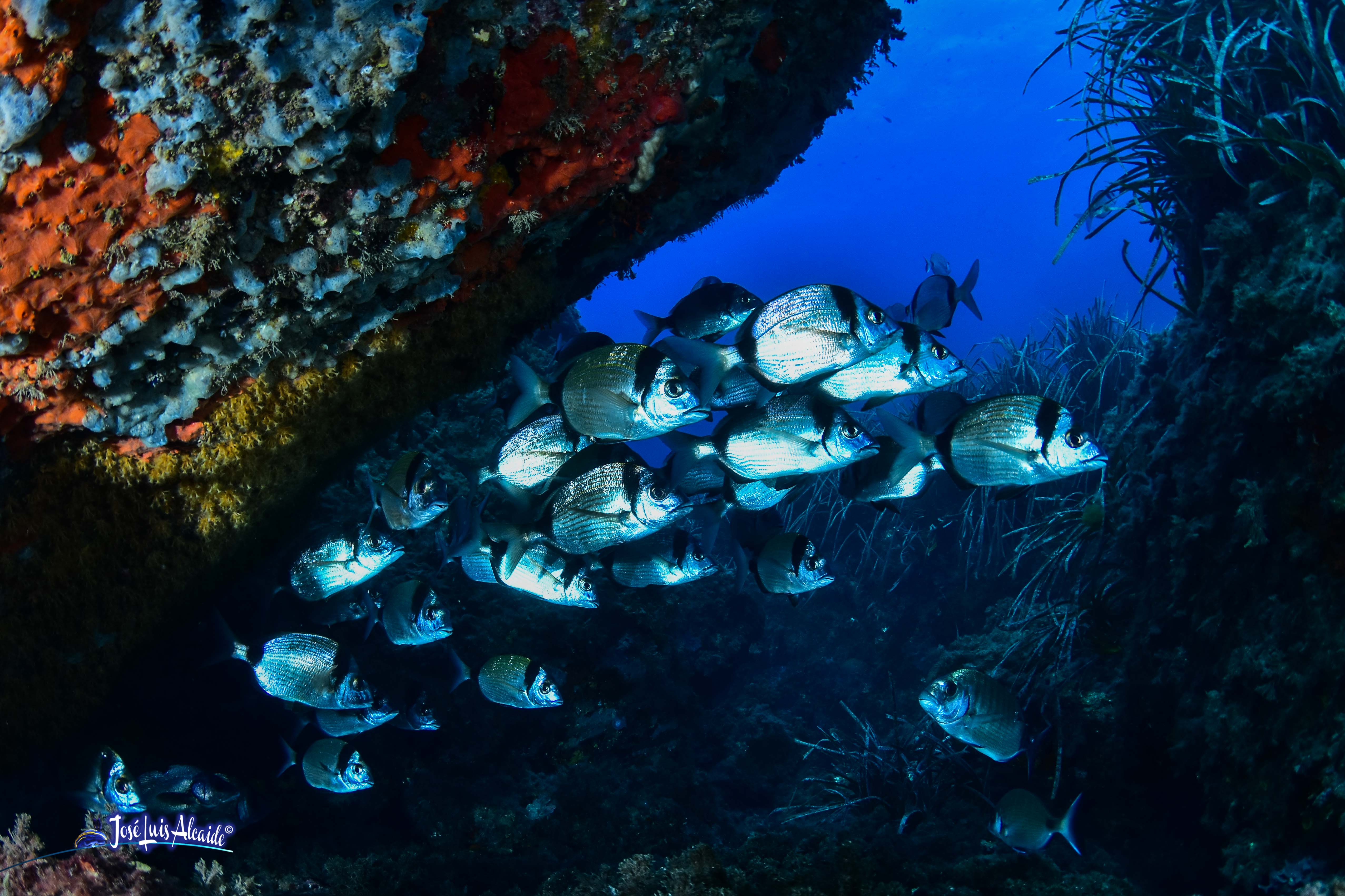 Diplodus vulgaris sargo mojarra