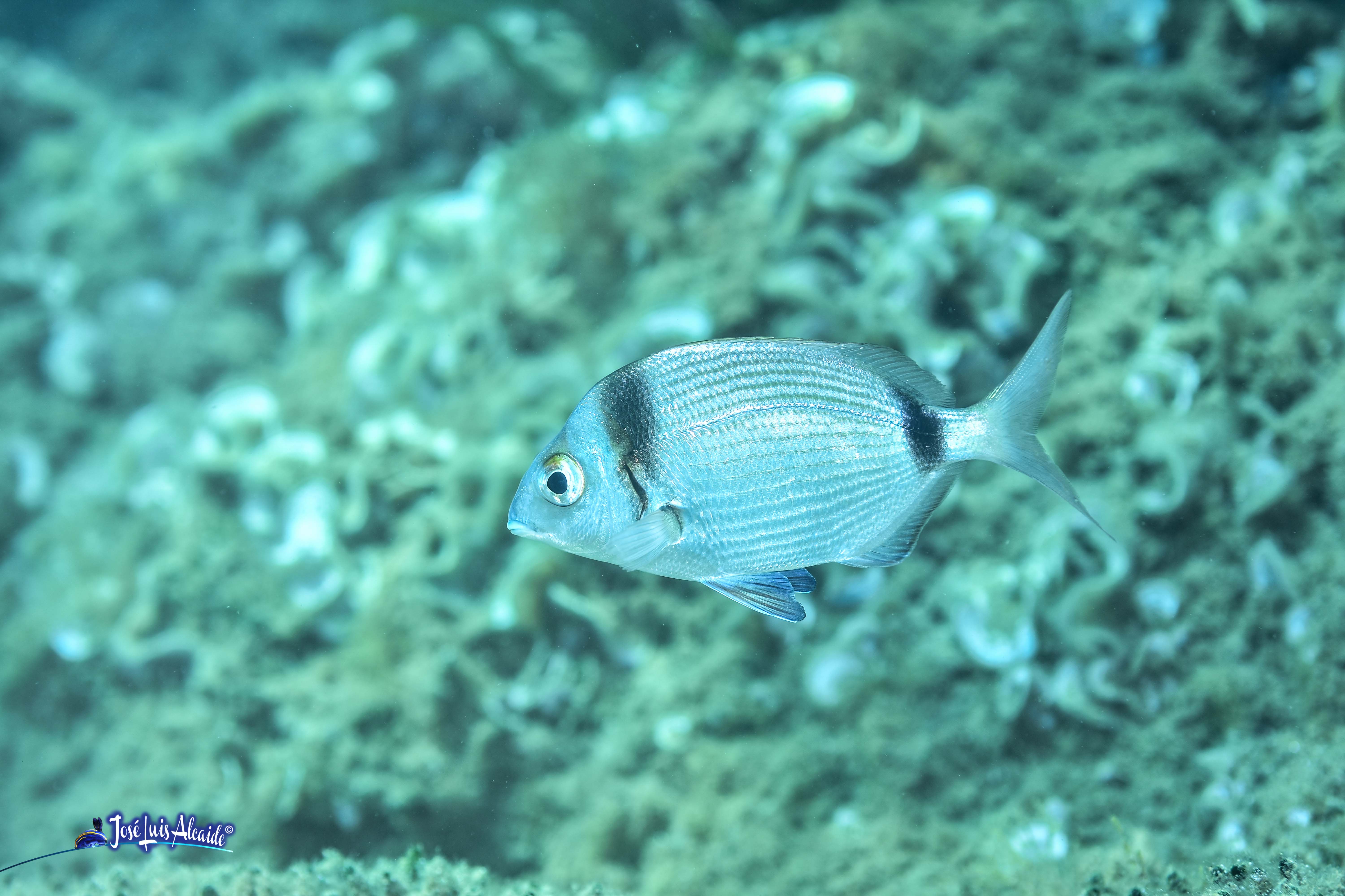 Diplodus vulgaris sargo mojarra