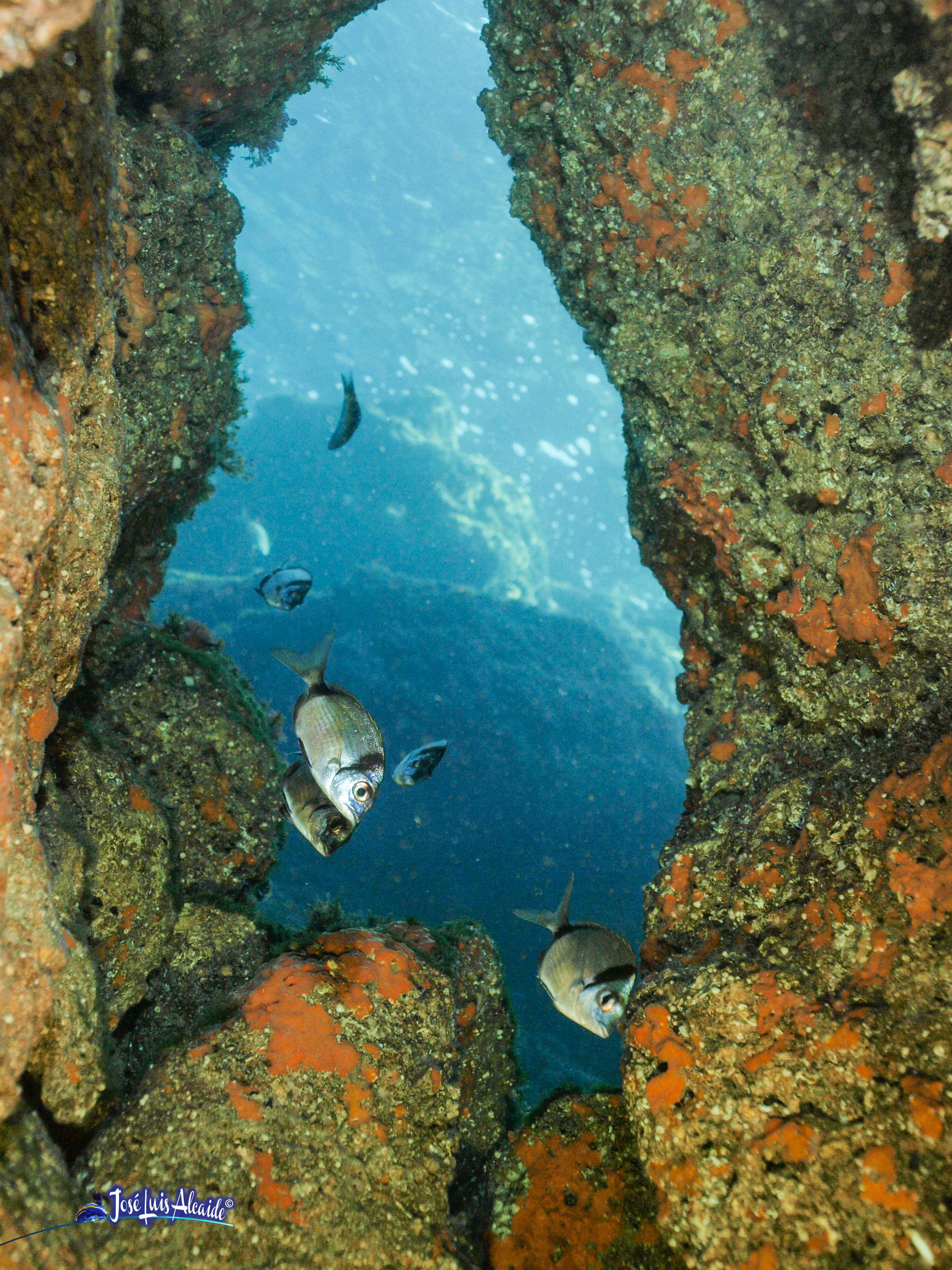 Diplodus vulgaris sargo mojarra