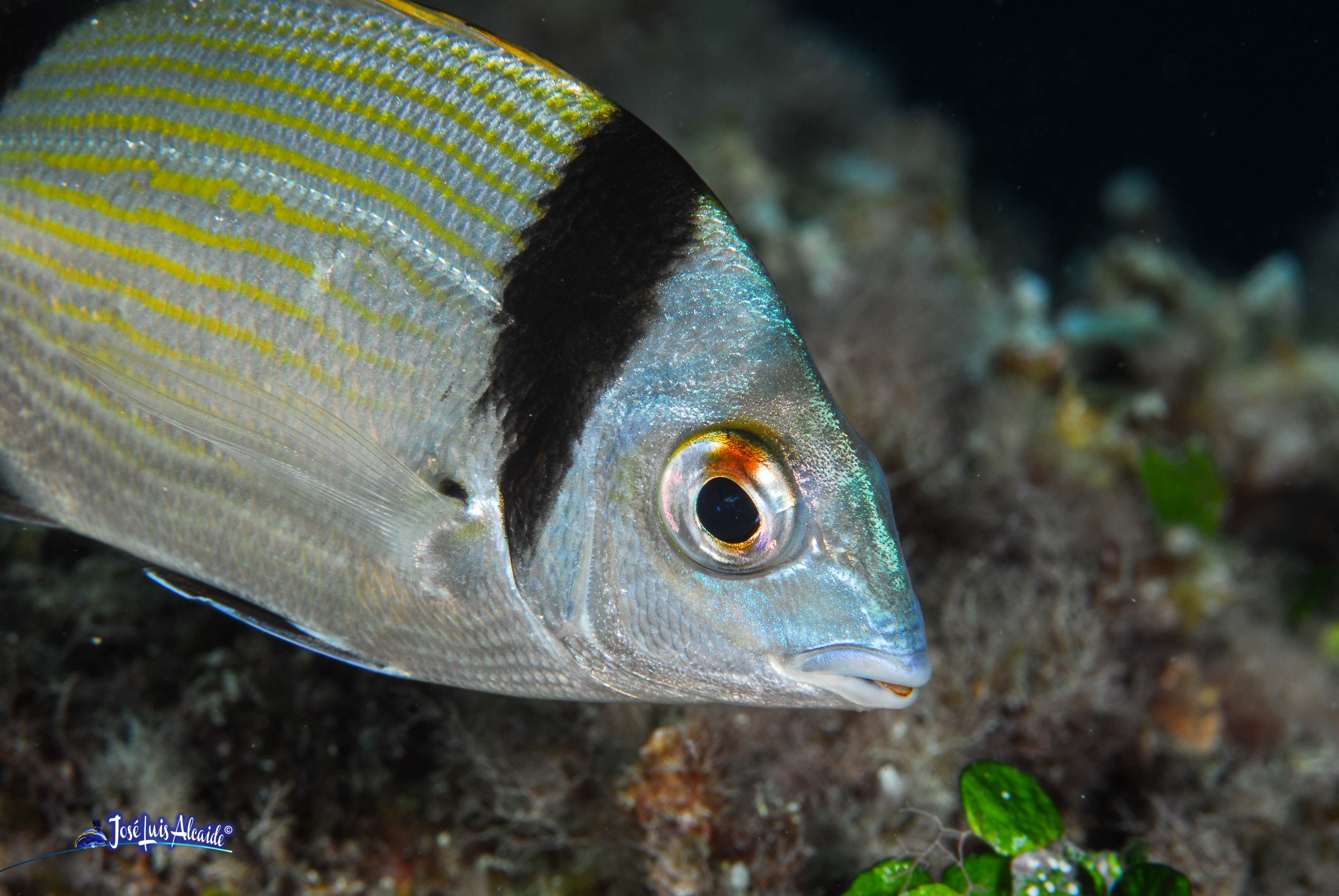 Diplodus vulgaris sargo mojarra