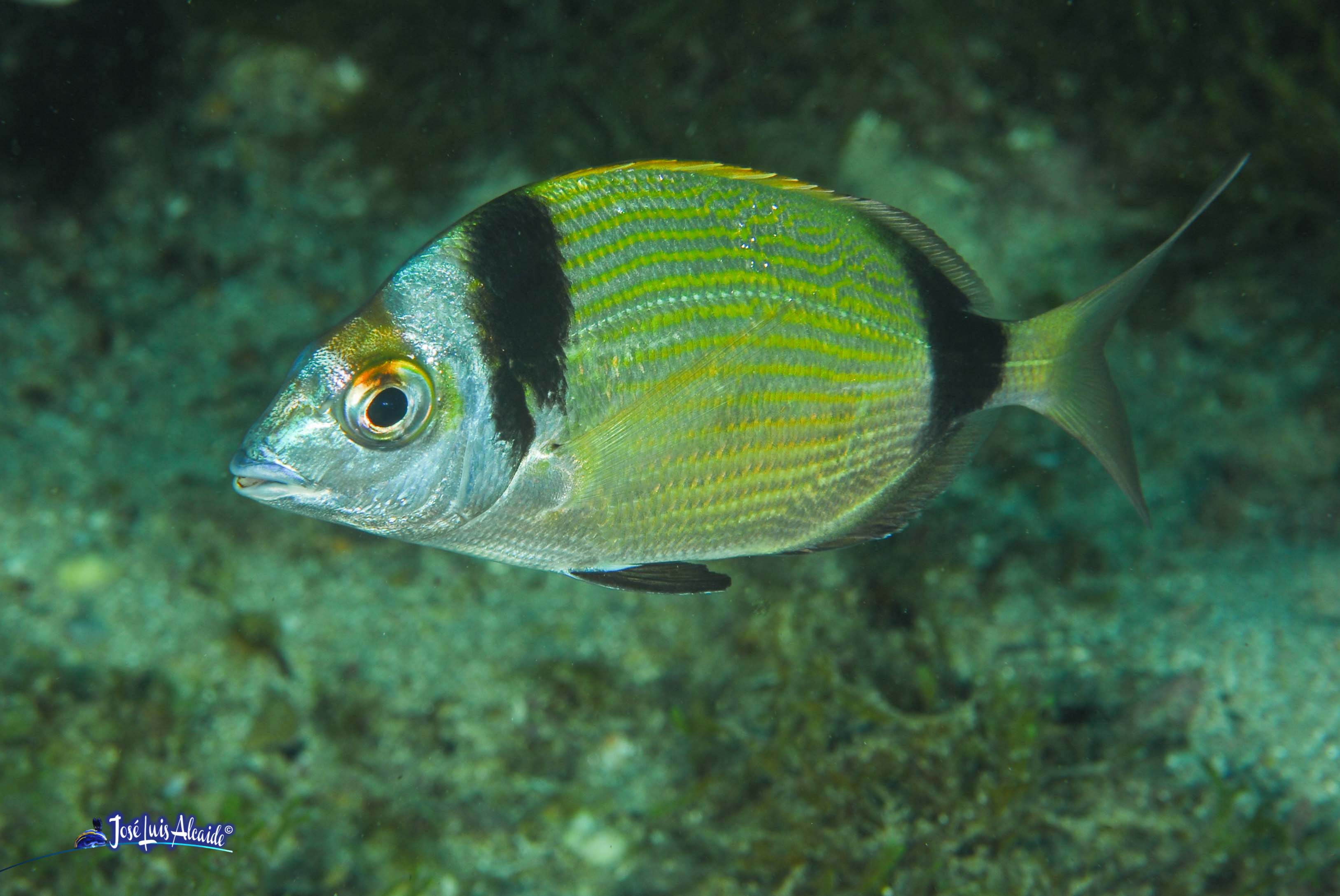 Diplodus vulgaris sargo mojarra