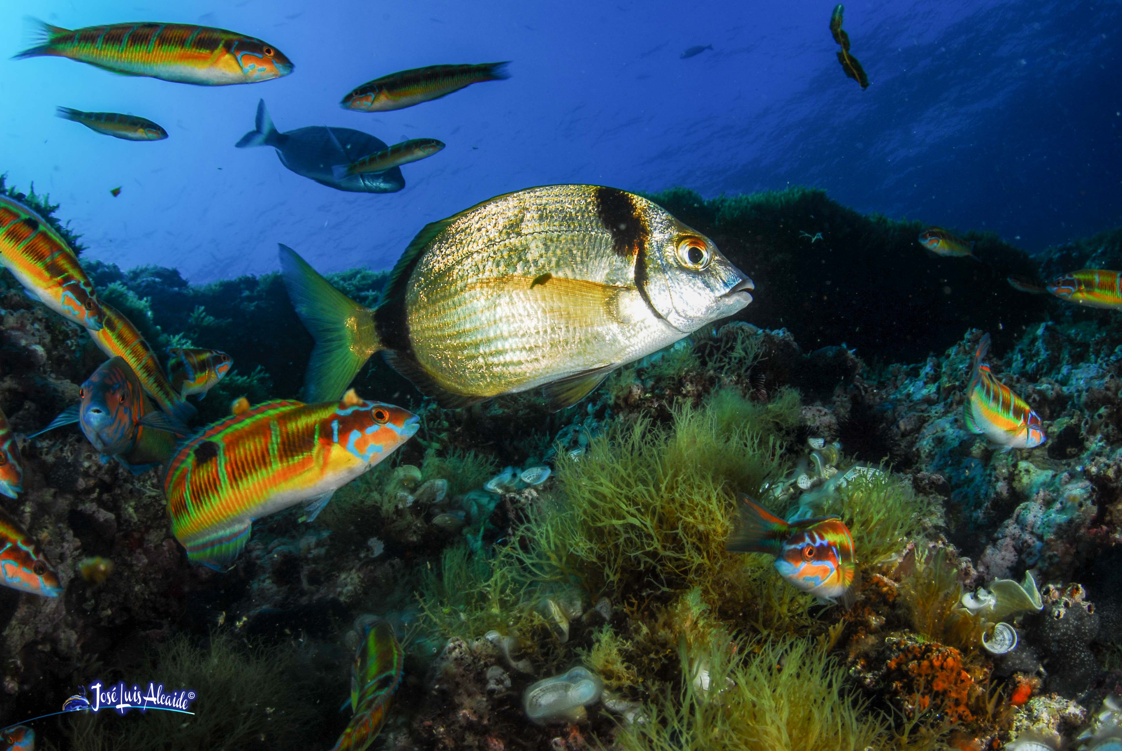 Diplodus vulgaris sargo mojarra