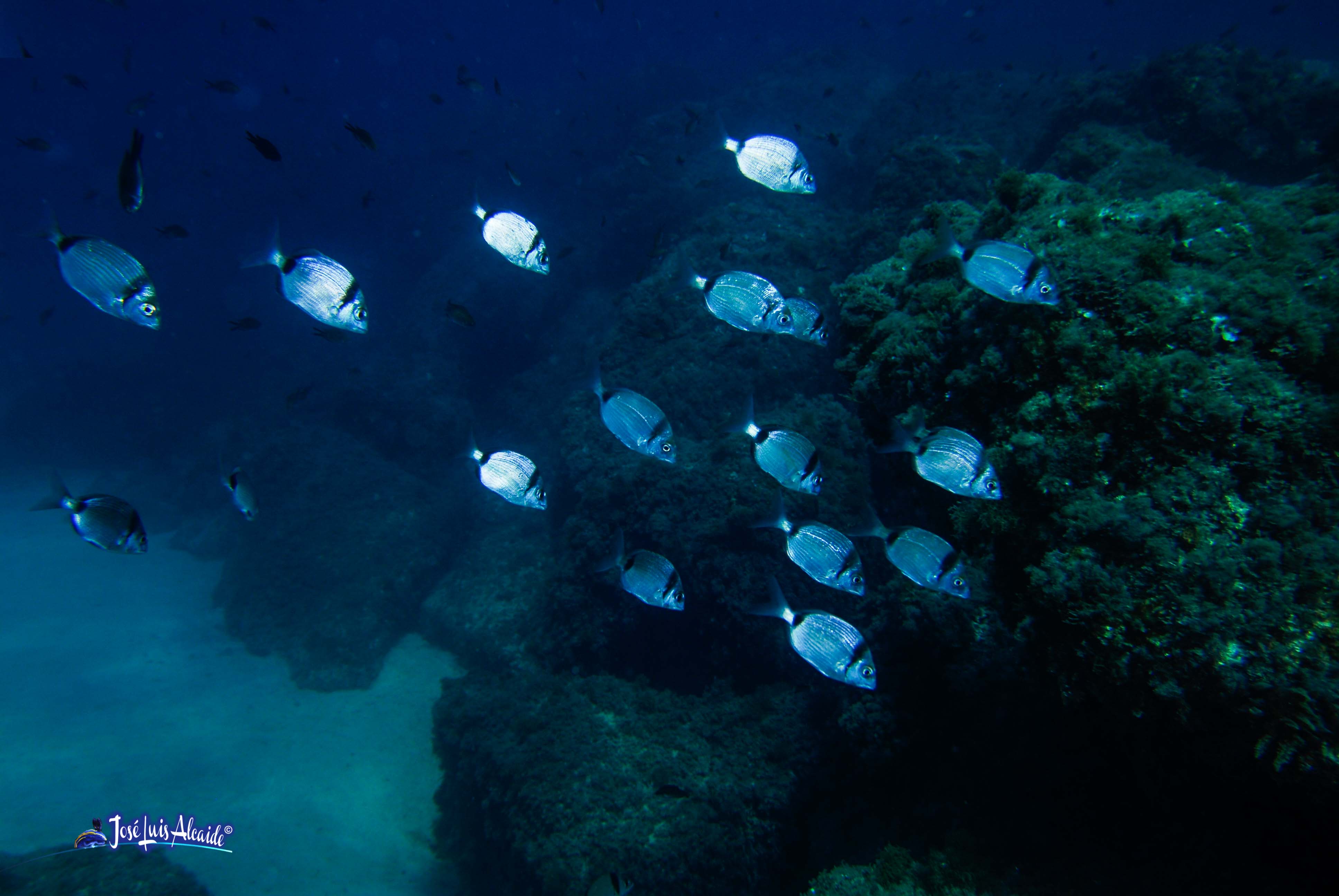 Diplodus vulgaris sargo mojarra