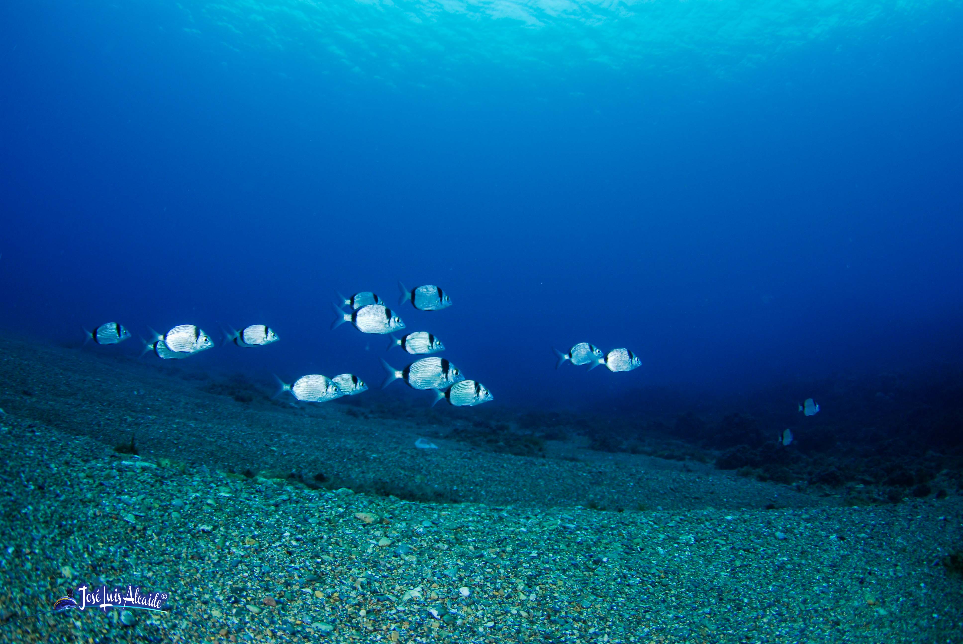 Diplodus vulgaris sargo mojarra
