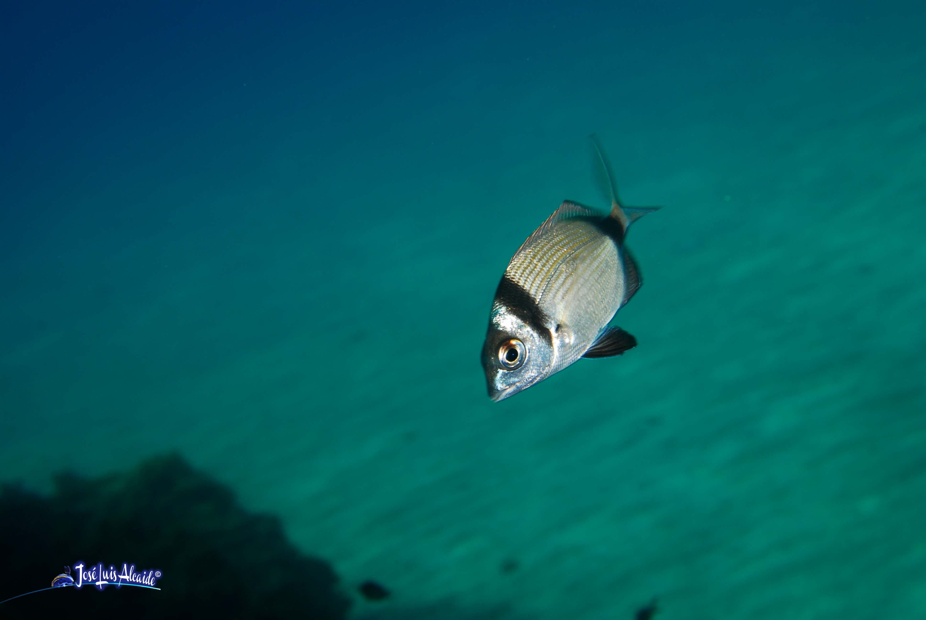 Diplodus vulgaris sargo mojarra