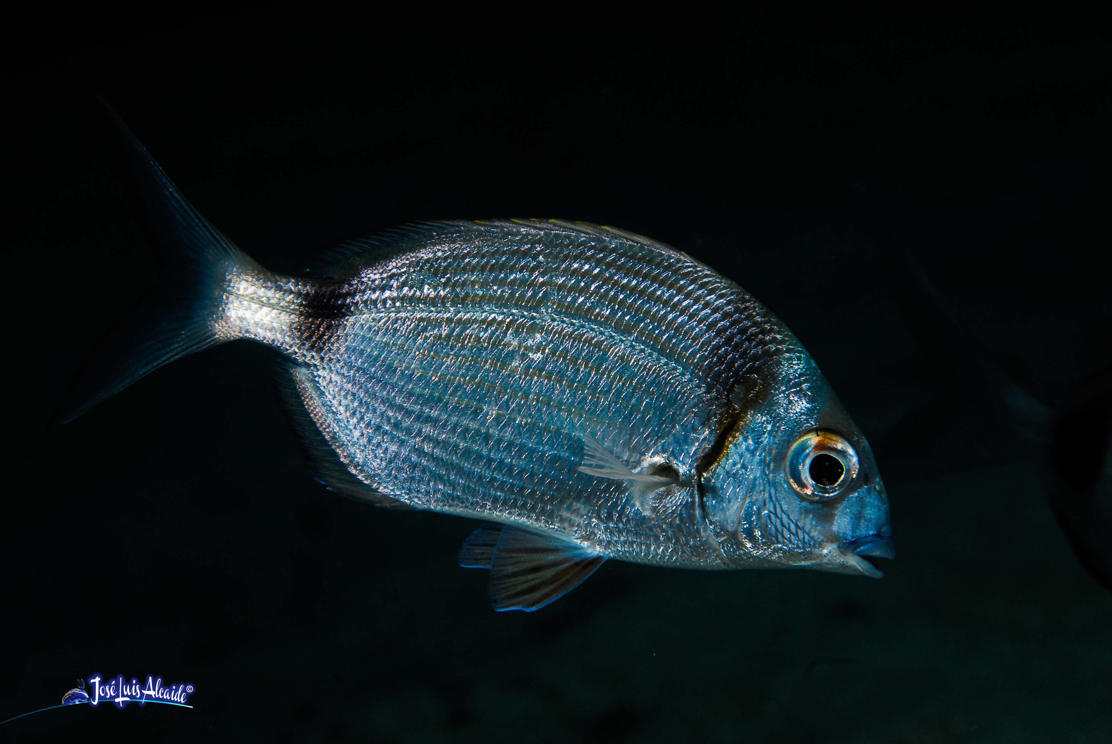 Diplodus vulgaris sargo mojarra
