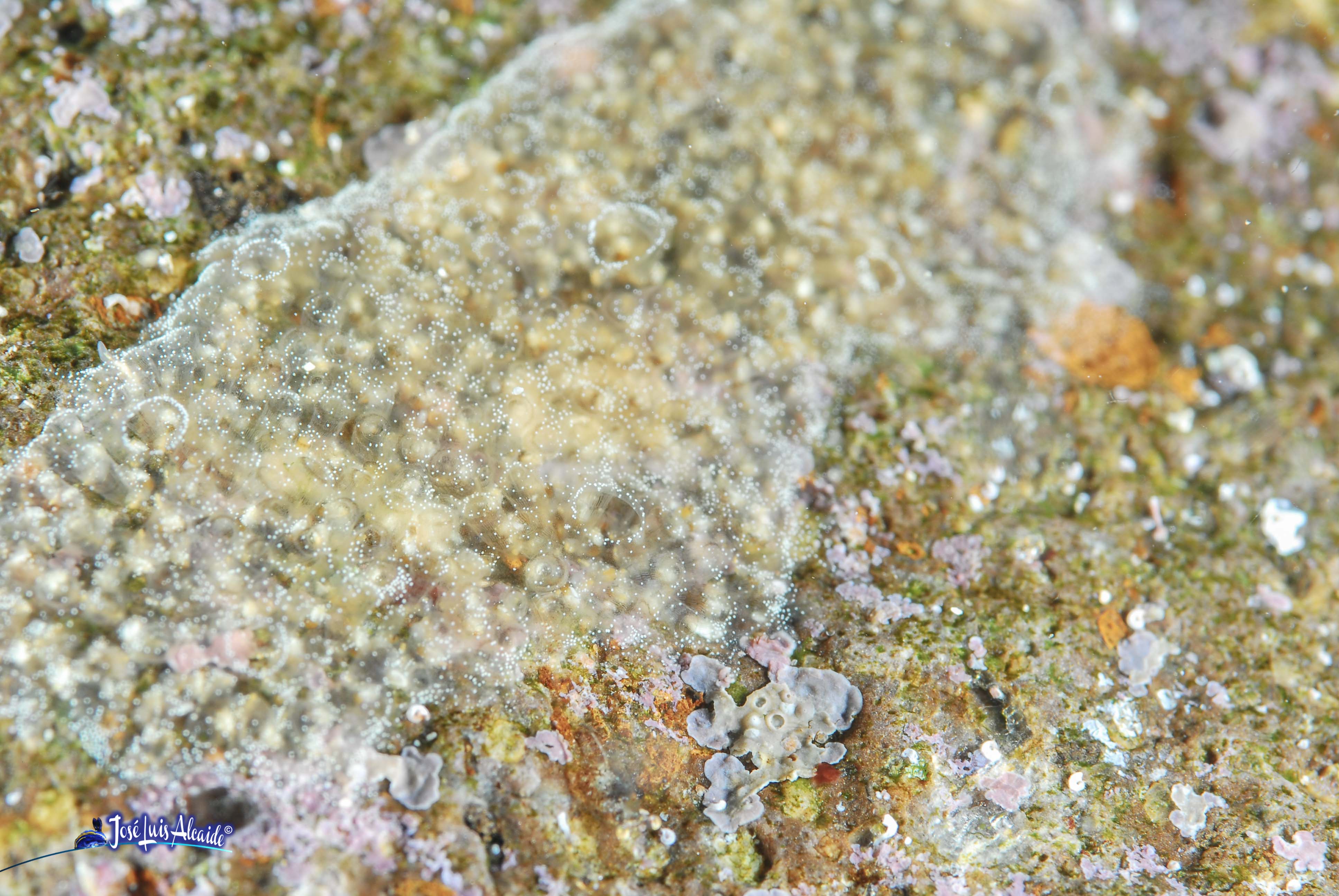 Diplosoma spongiforme