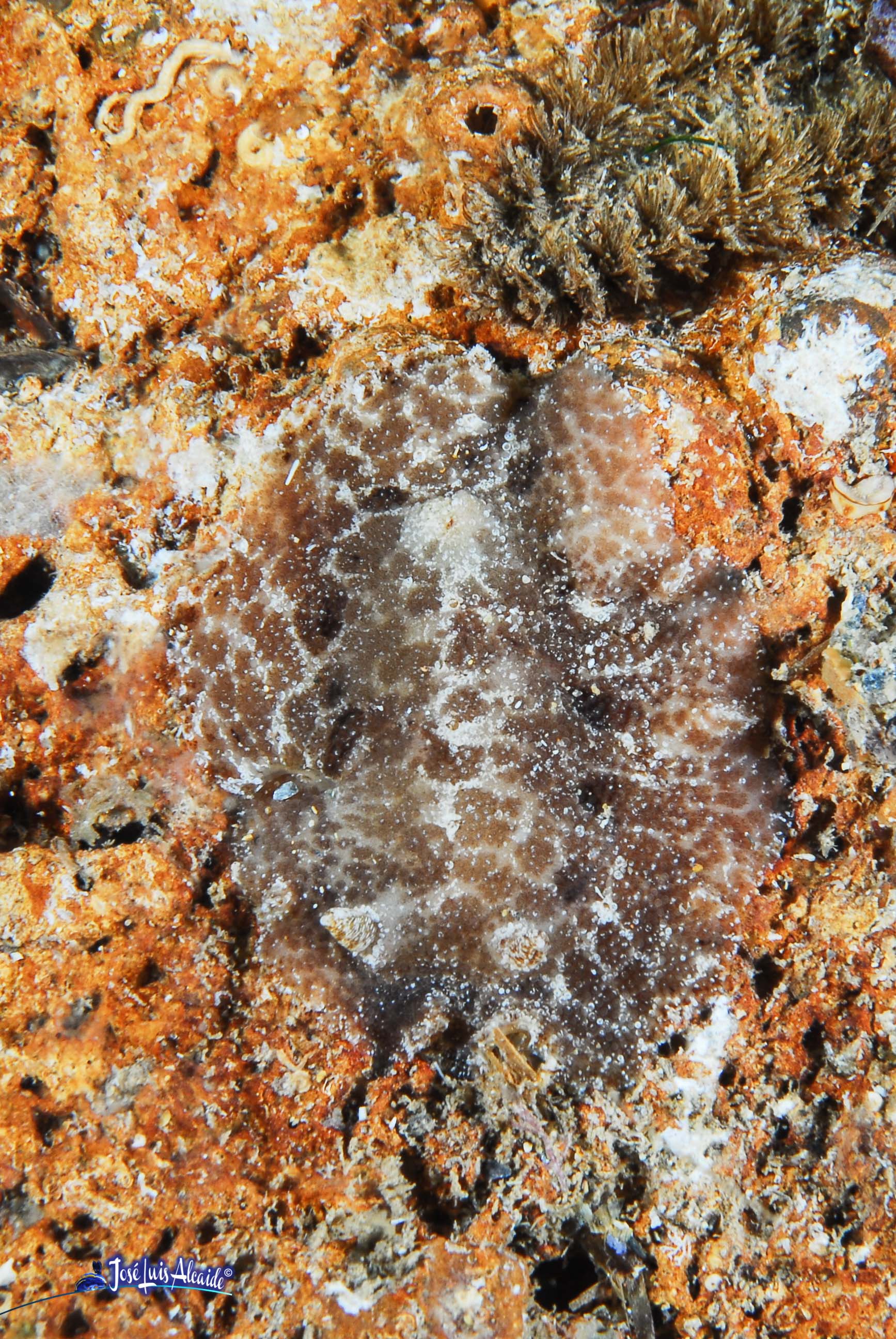 Discodoris maculata