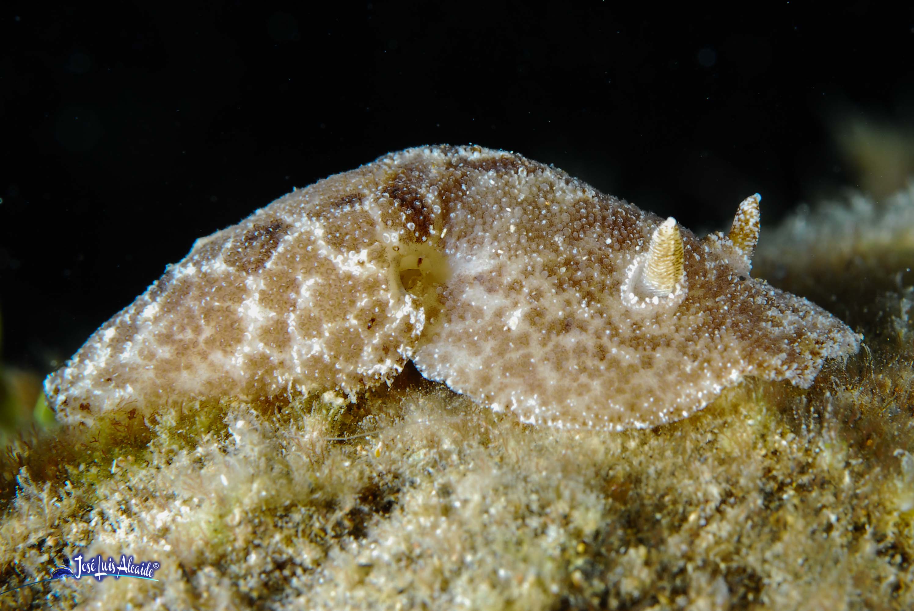 Discodoris maculata