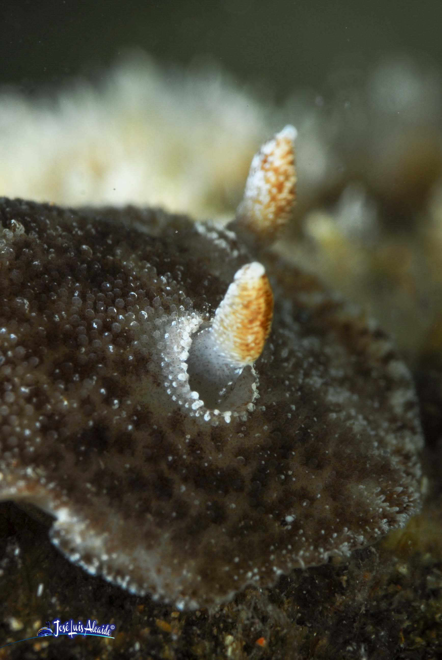 Discodoris maculata
