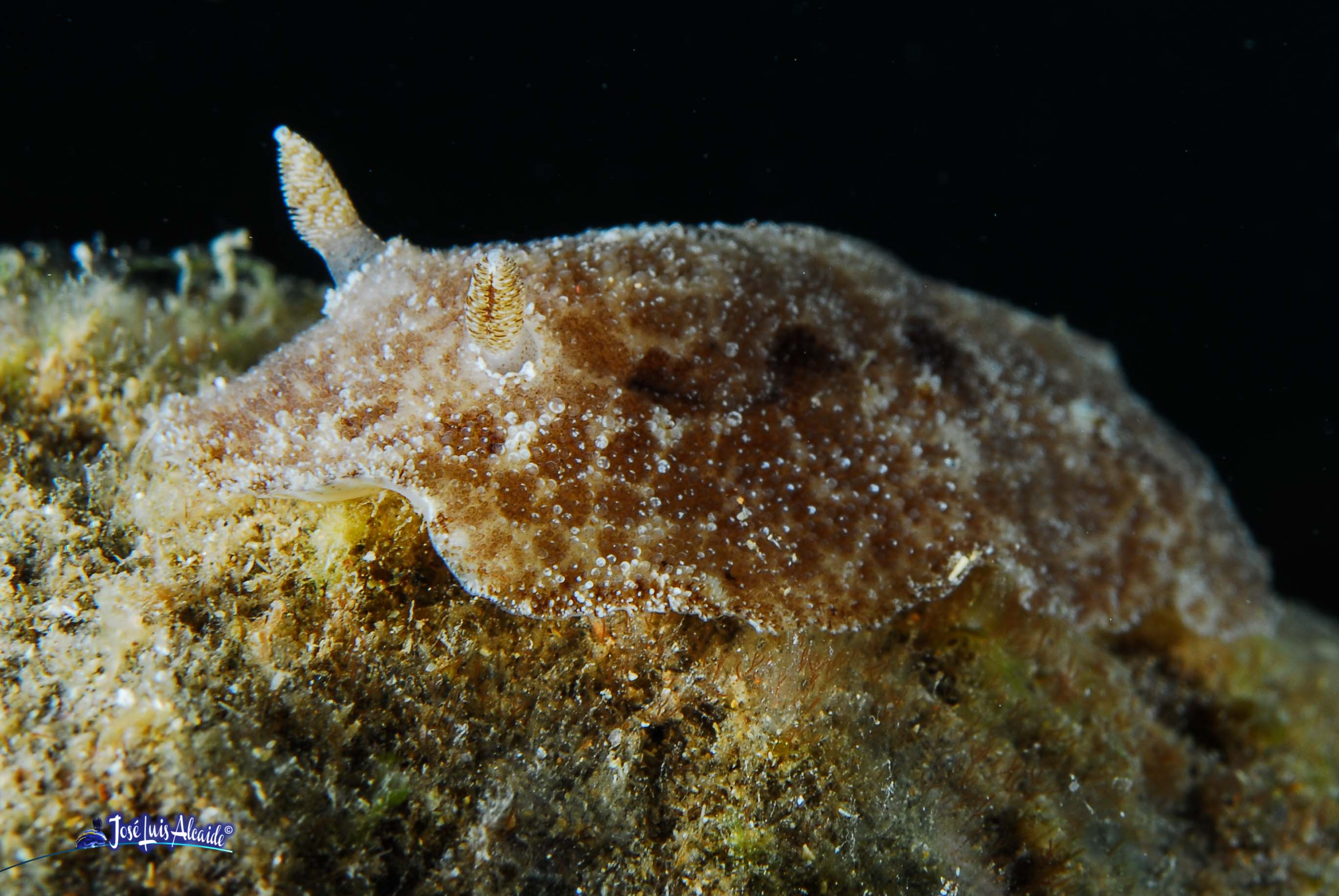 Discodoris maculata