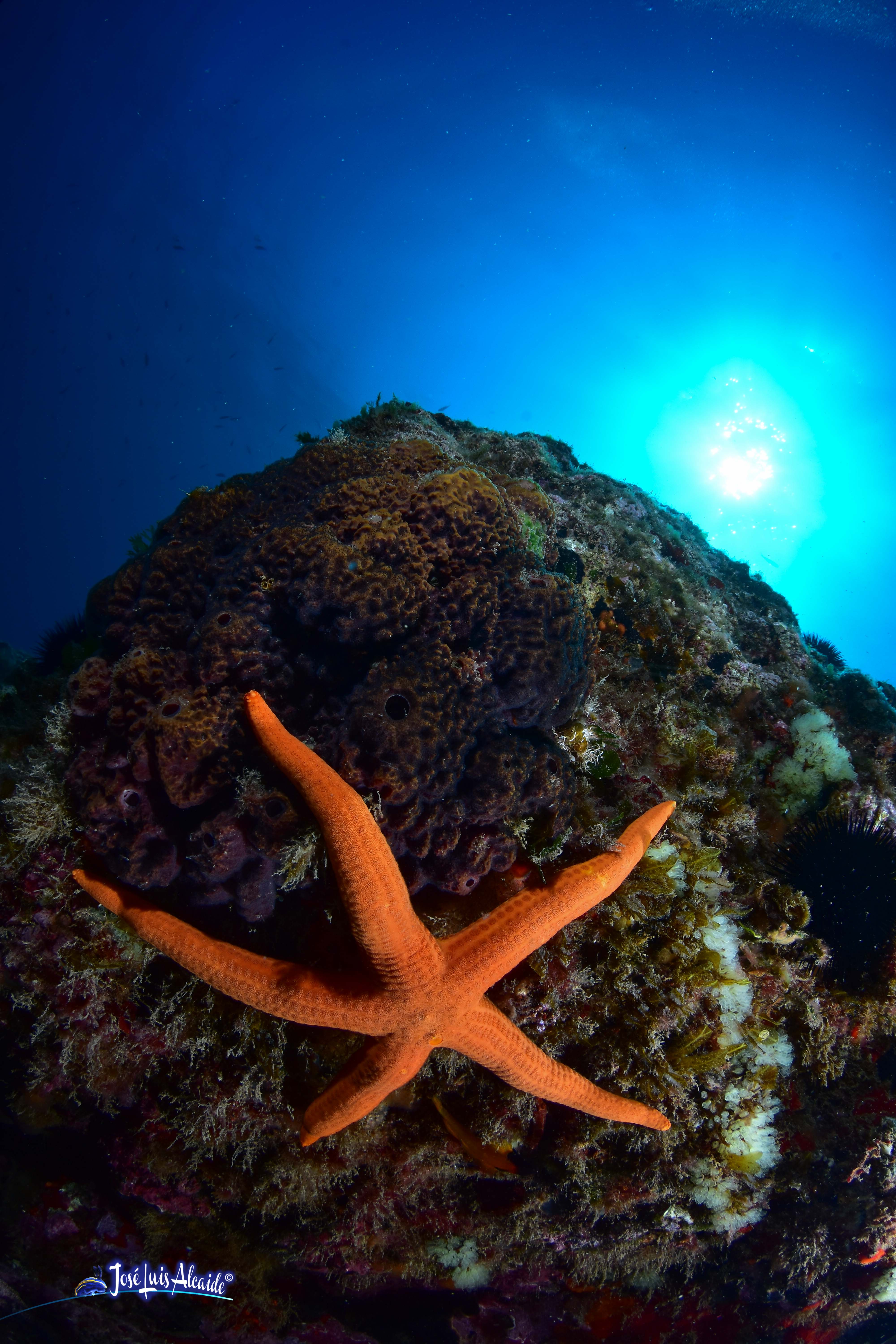 Echinaster sepositus estrella de mar roja