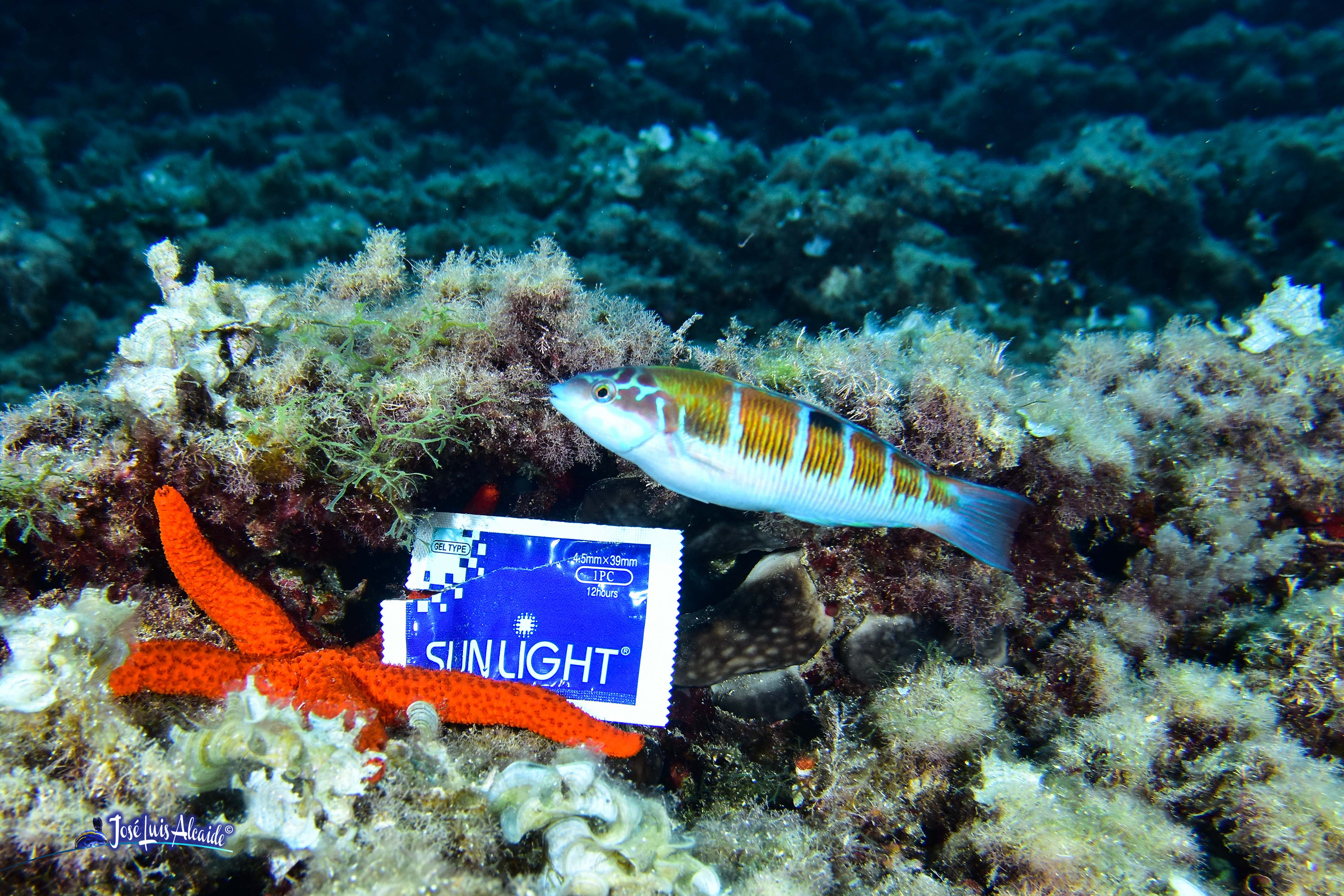 Echinaster sepositus estrella de mar roja