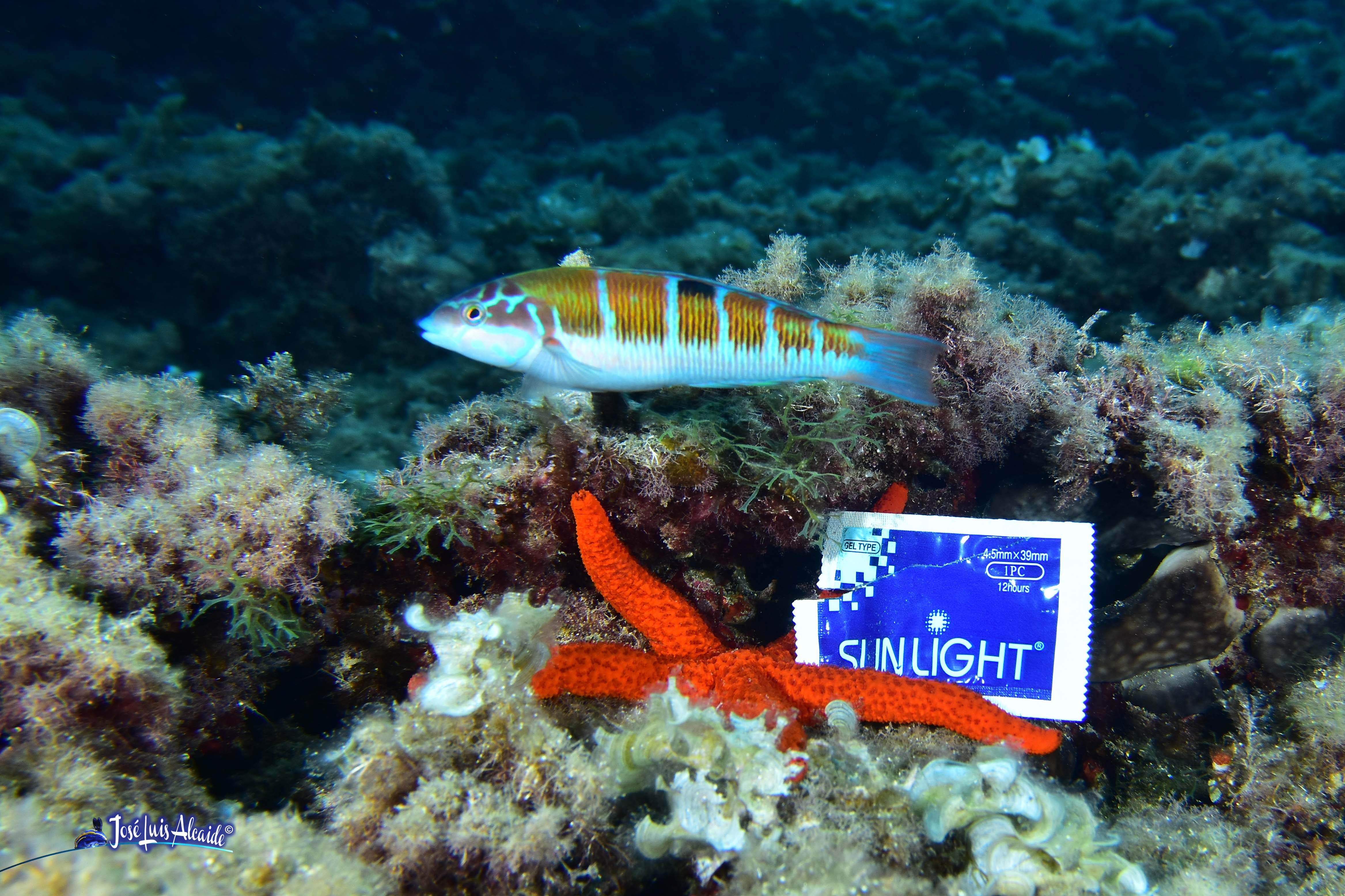 Echinaster sepositus estrella de mar roja
