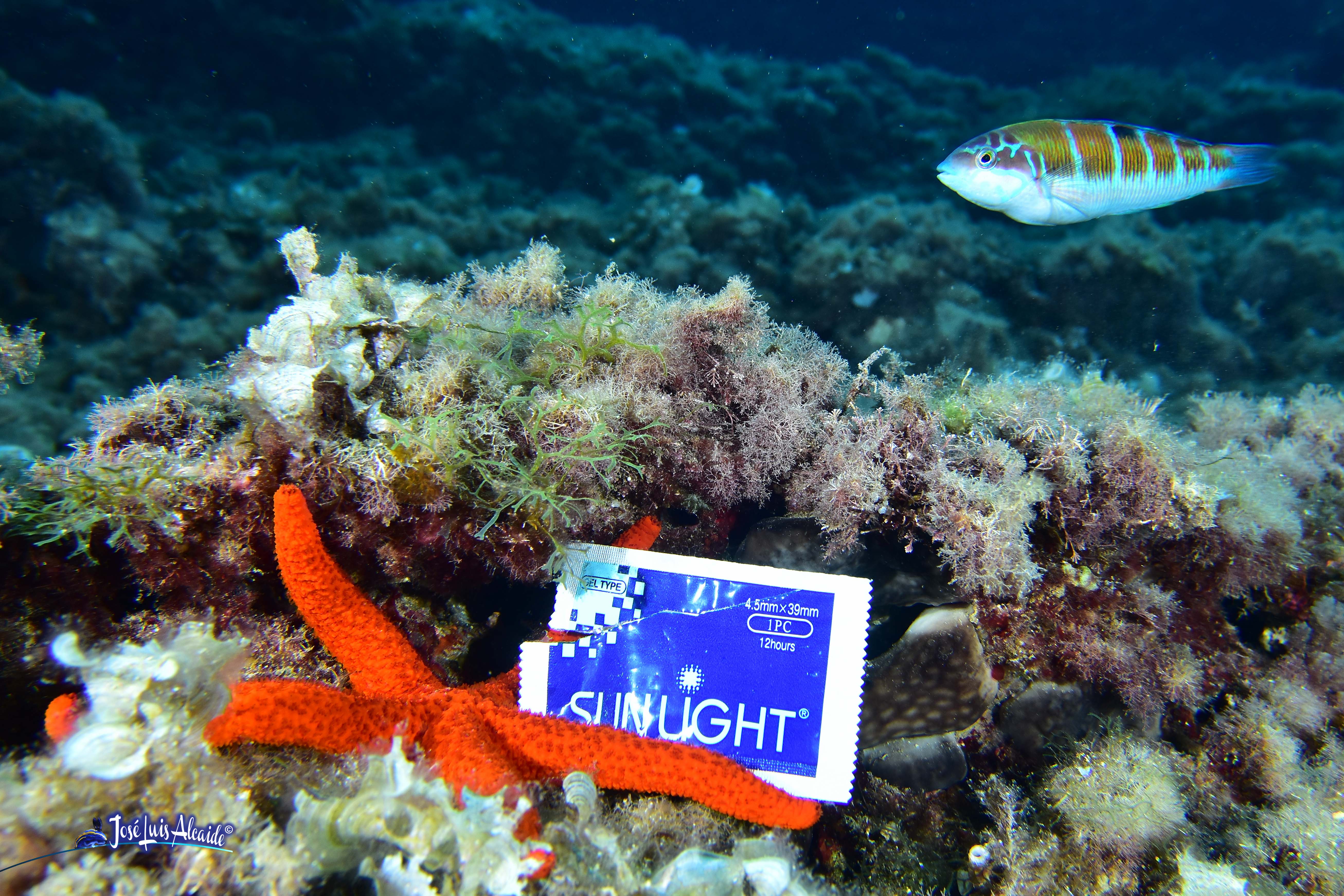 Echinaster sepositus estrella de mar roja