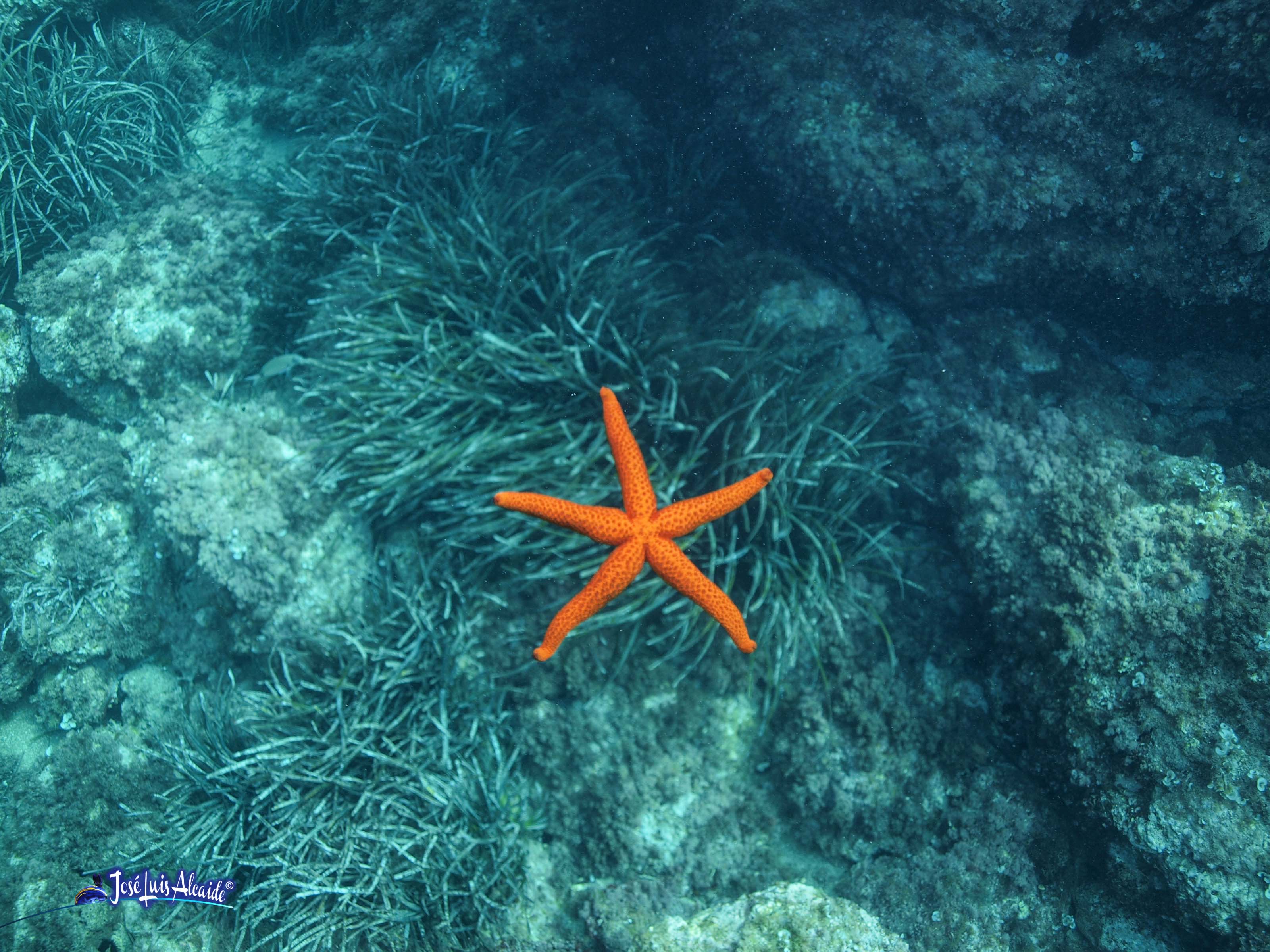 Echinaster sepositus estrella de mar roja