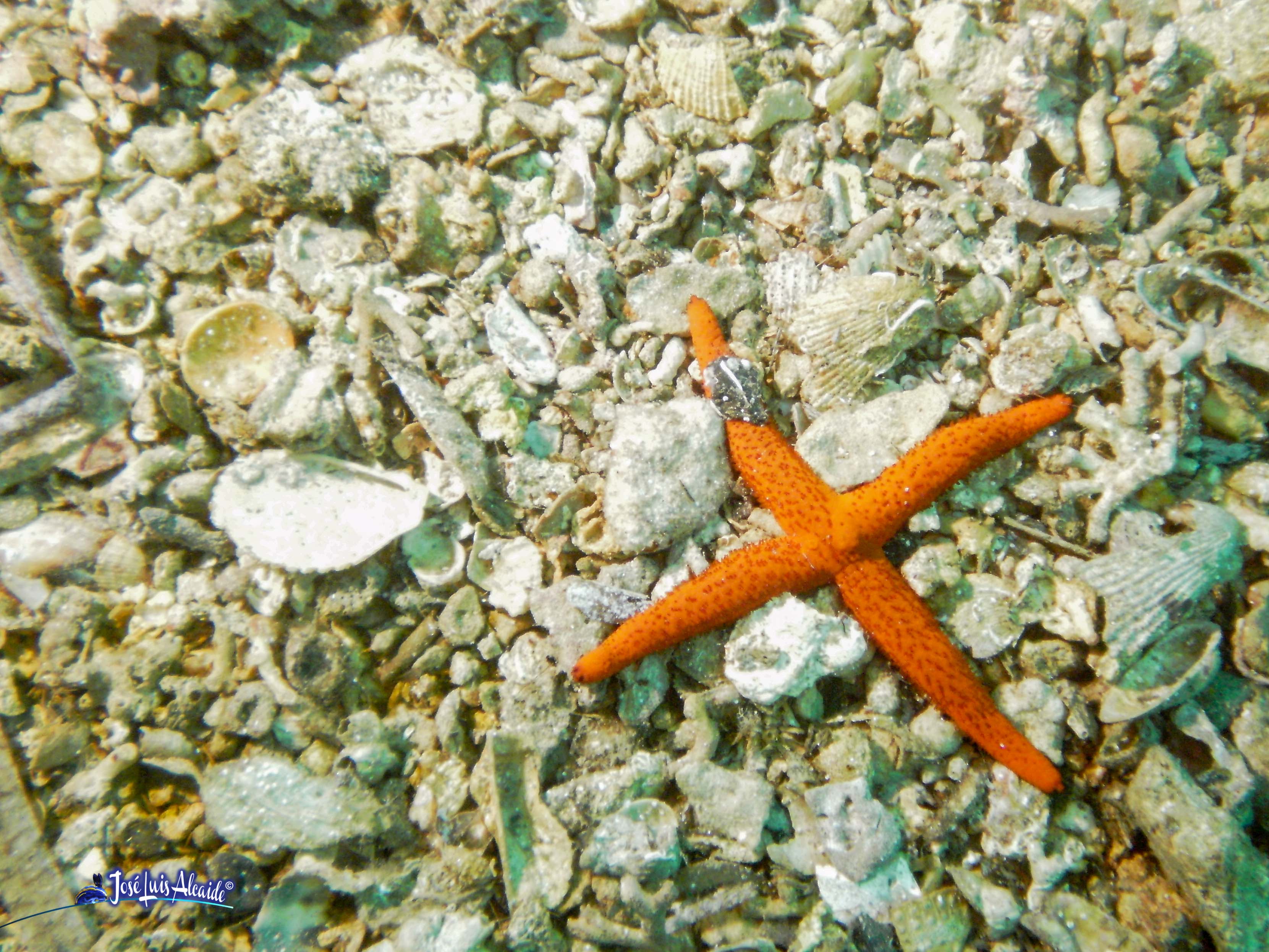 Echinaster sepositus estrella de mar roja