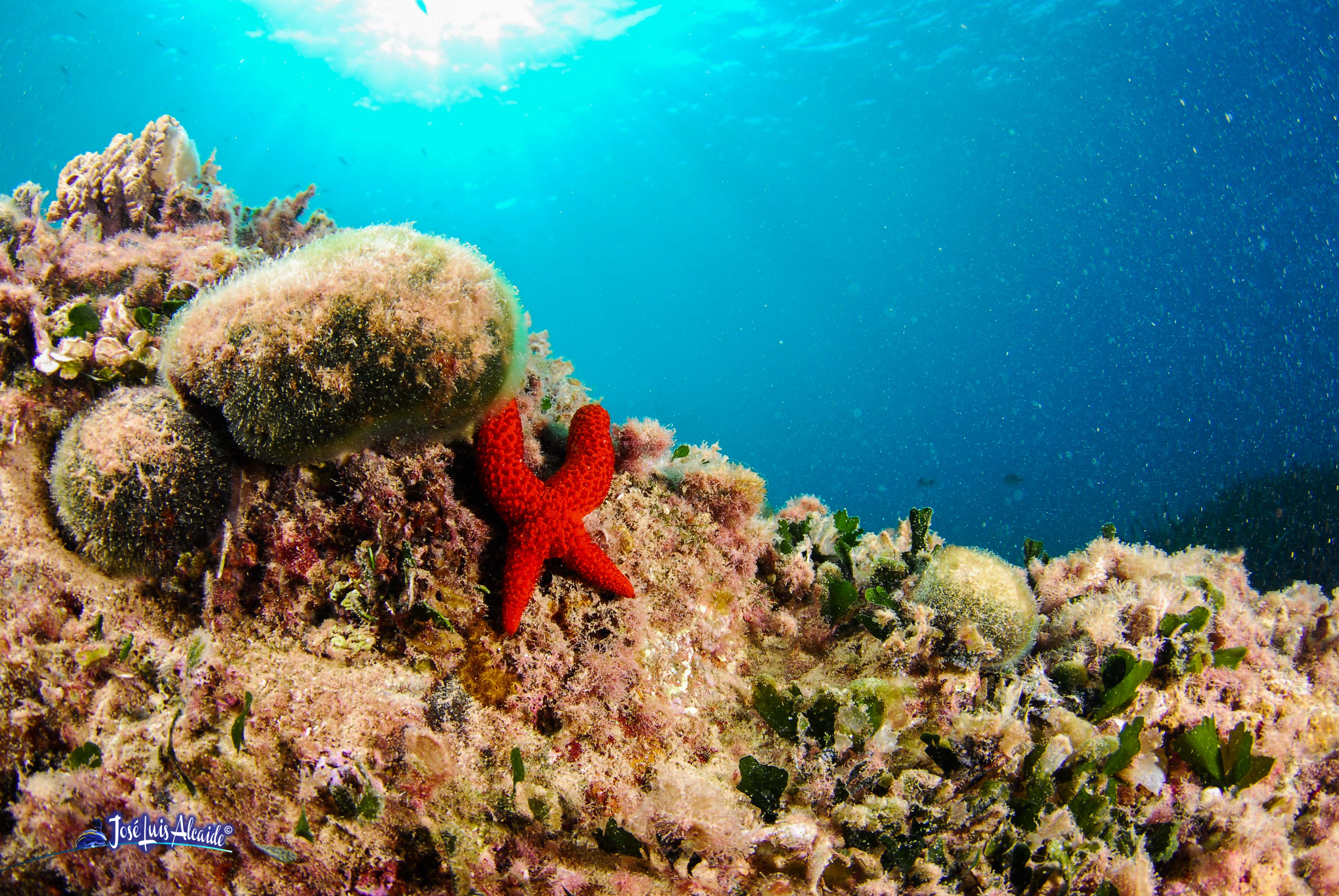 Echinaster sepositus estrella de mar roja