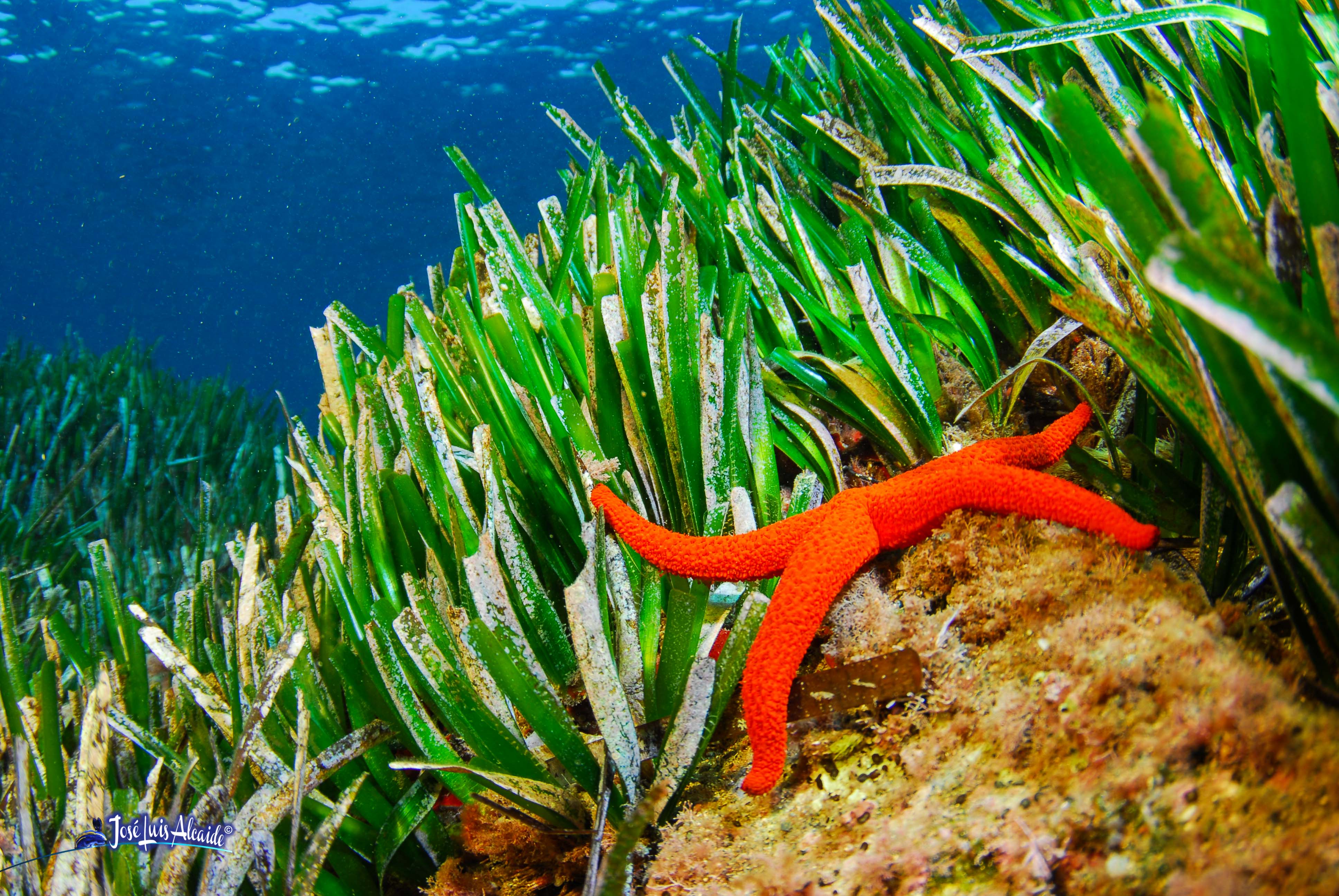 Echinaster sepositus estrella de mar roja