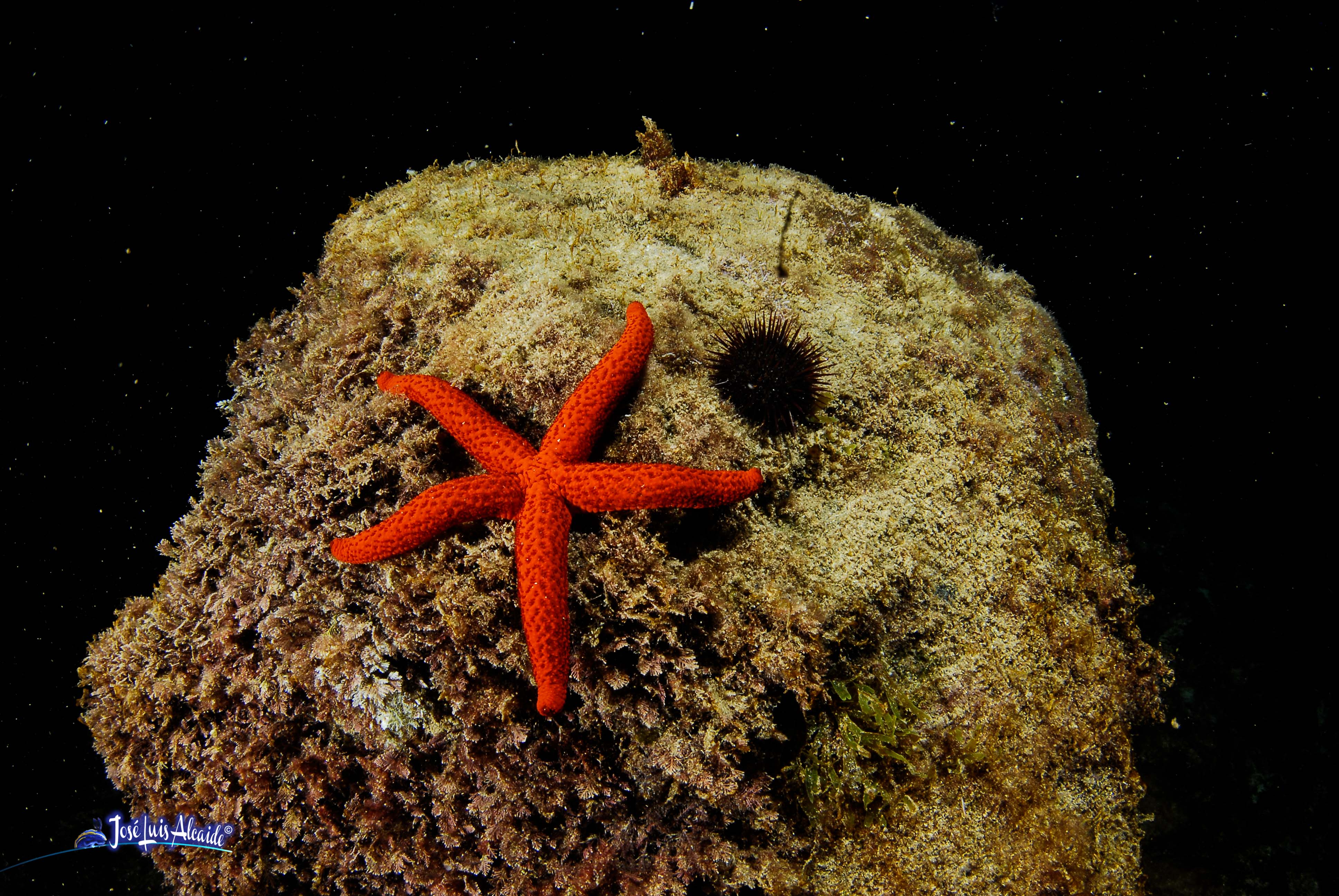 Echinaster sepositus estrella de mar roja