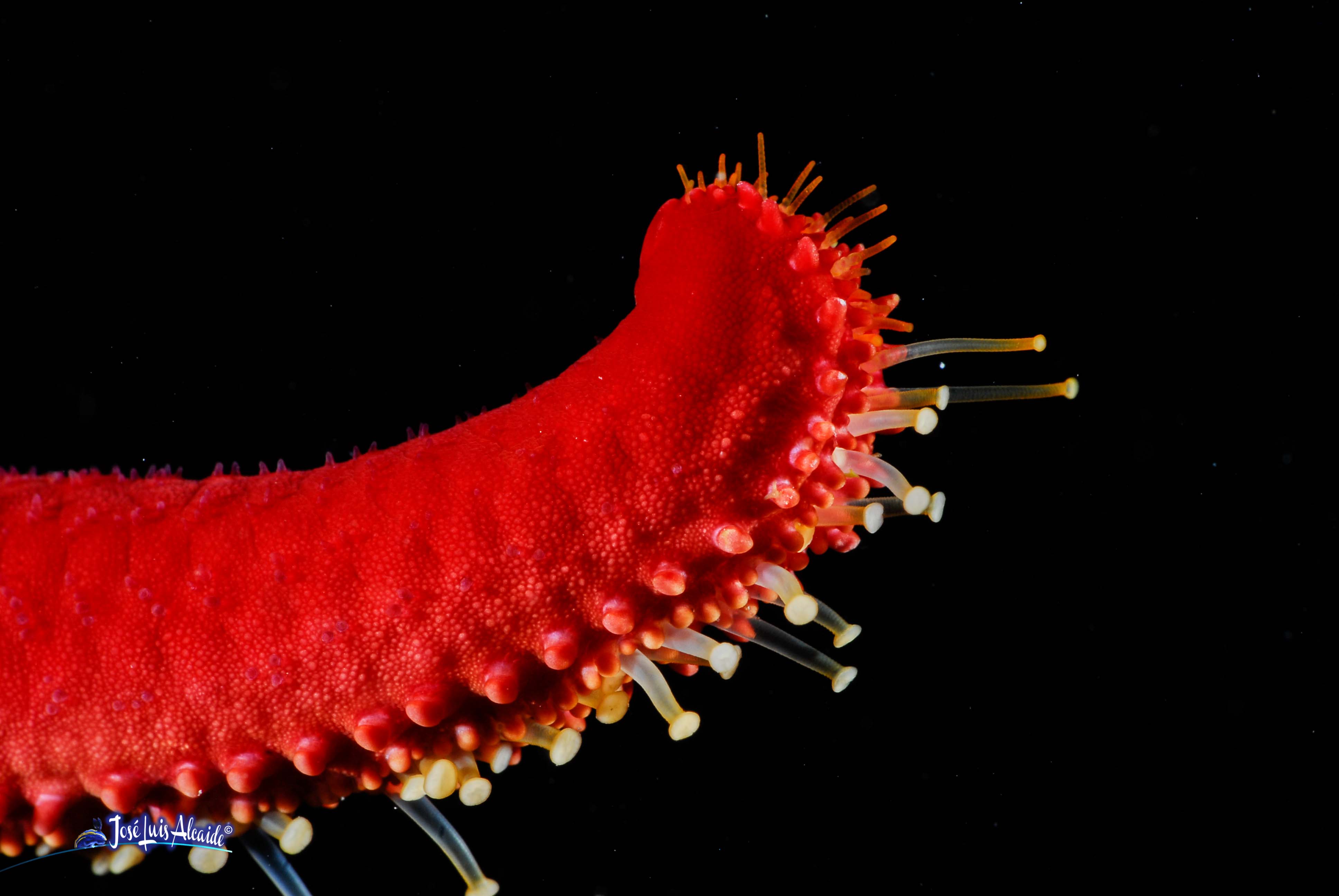 Echinaster sepositus estrella de mar roja