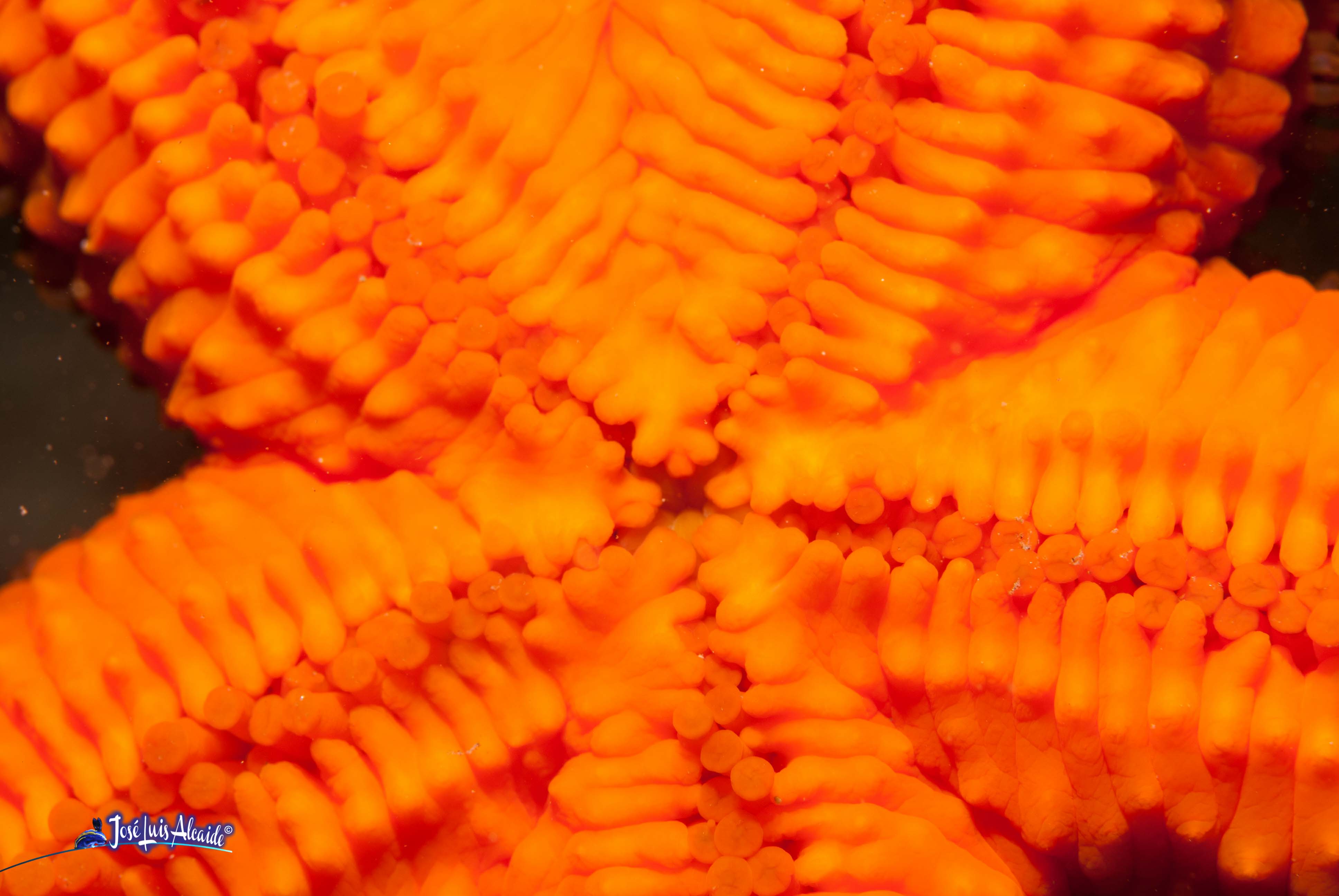 Echinaster sepositus estrella de mar roja