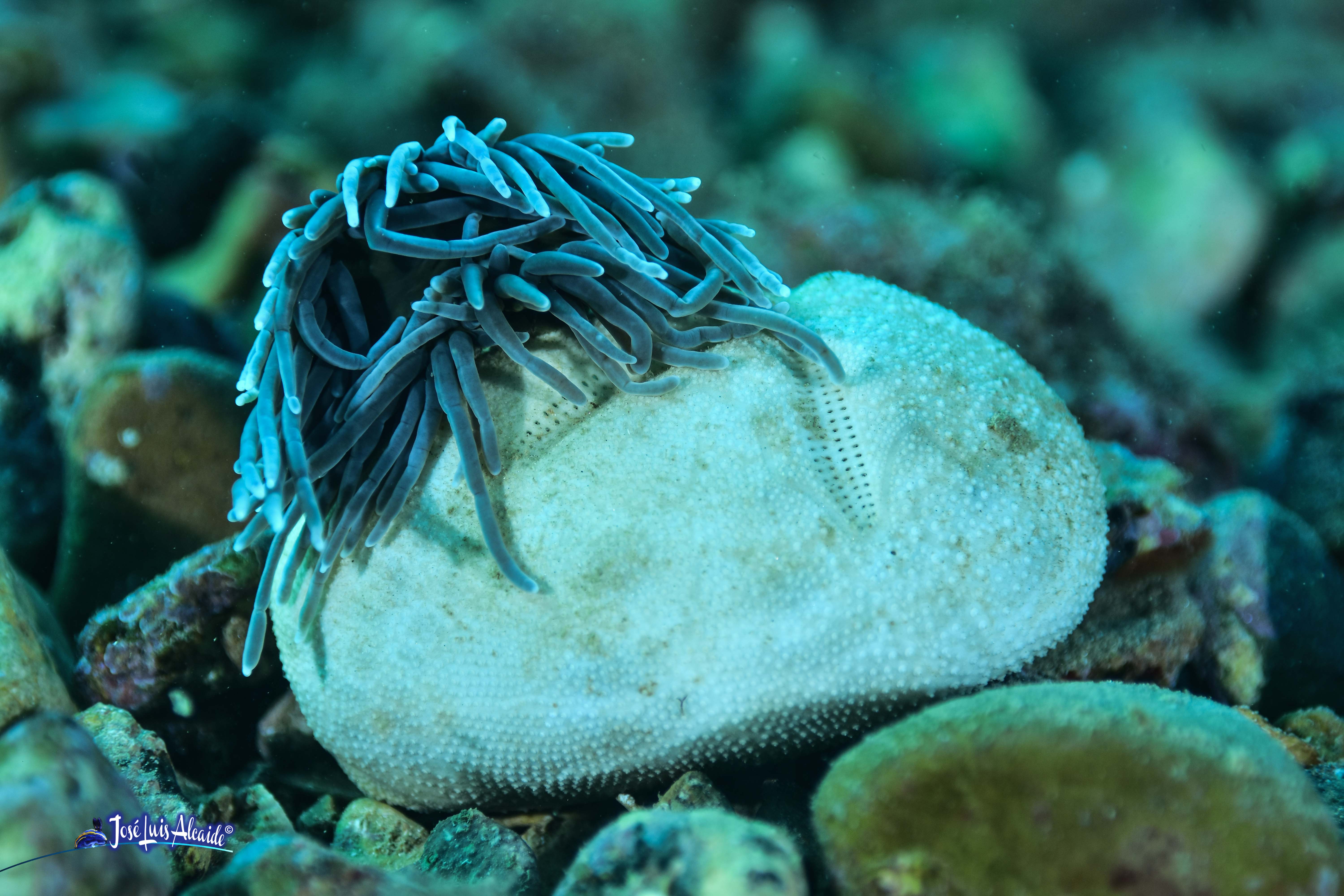 Echinocardium cordatum erizo corazón irregular