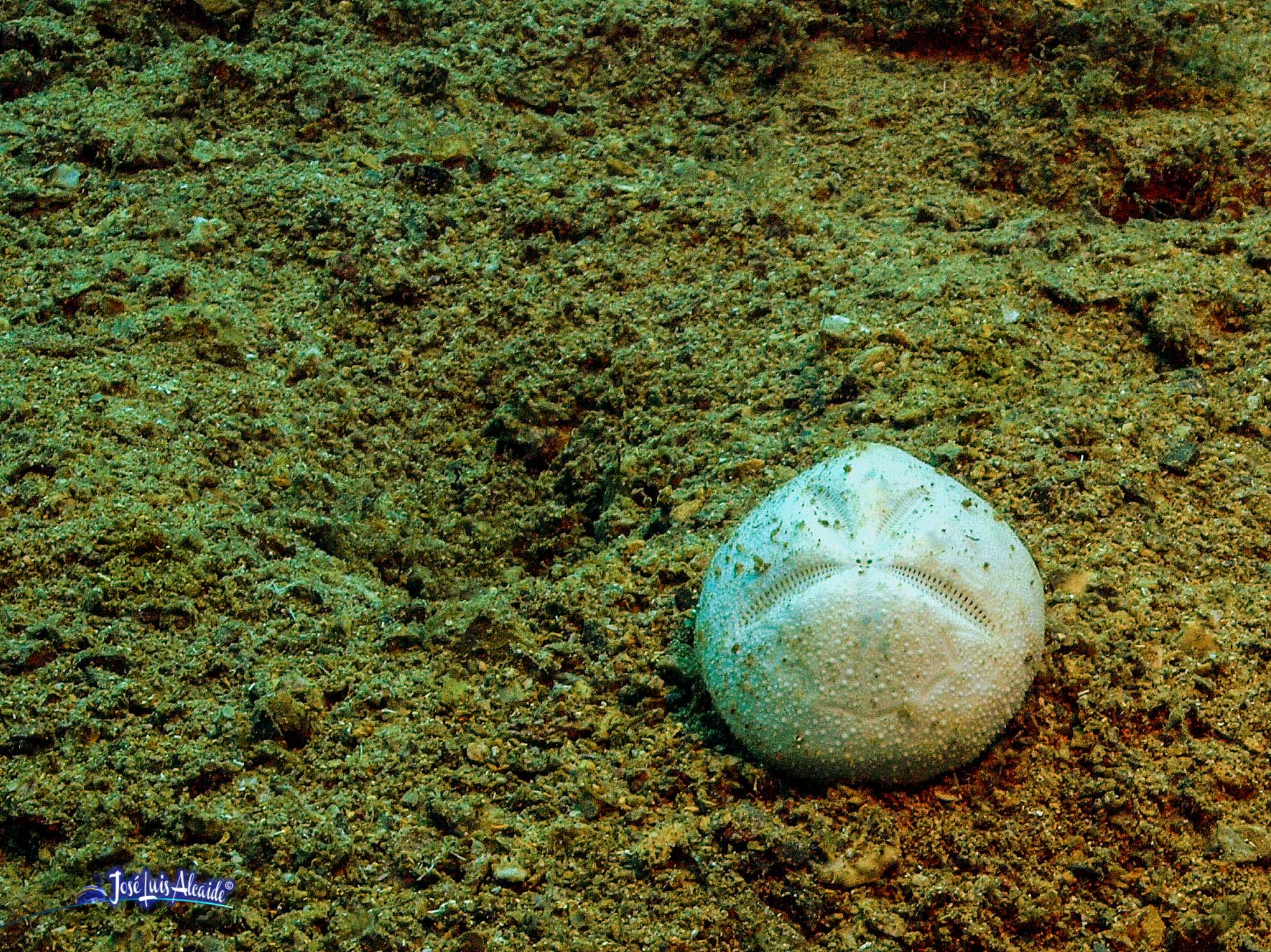 Echinocardium cordatum erizo corazón irregular