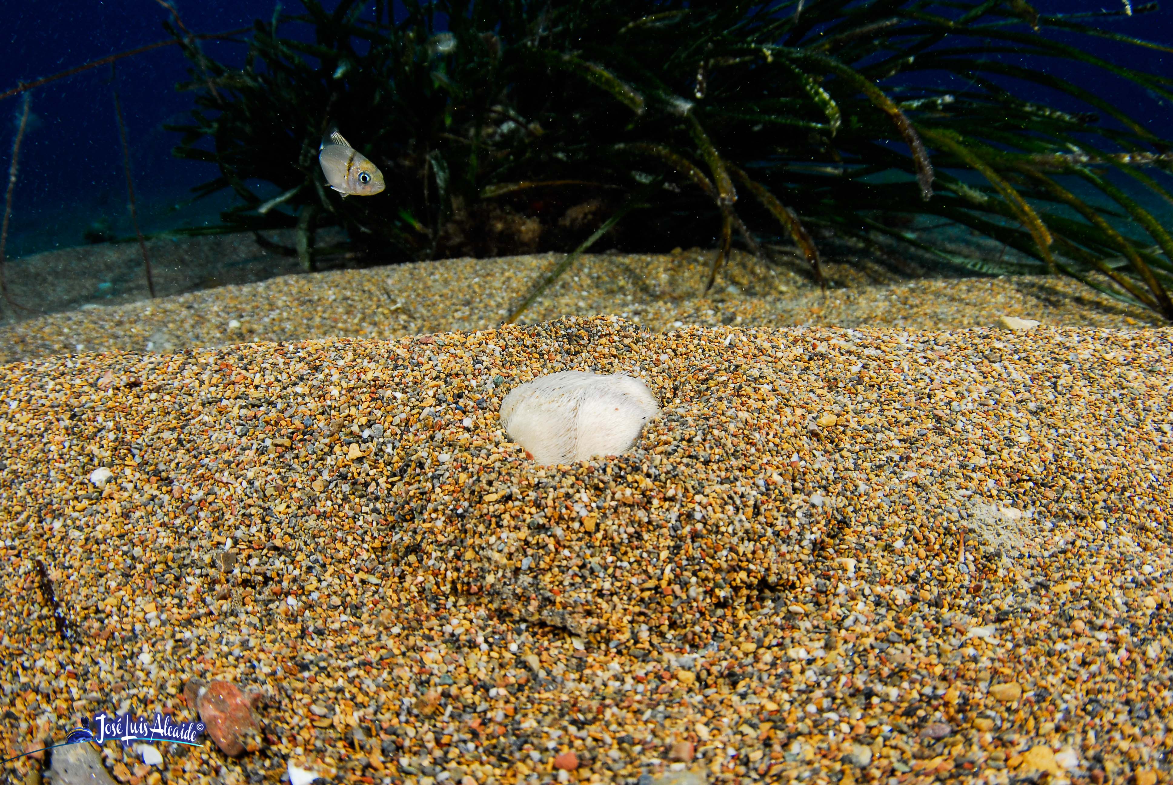 Echinocardium cordatum erizo corazón irregular