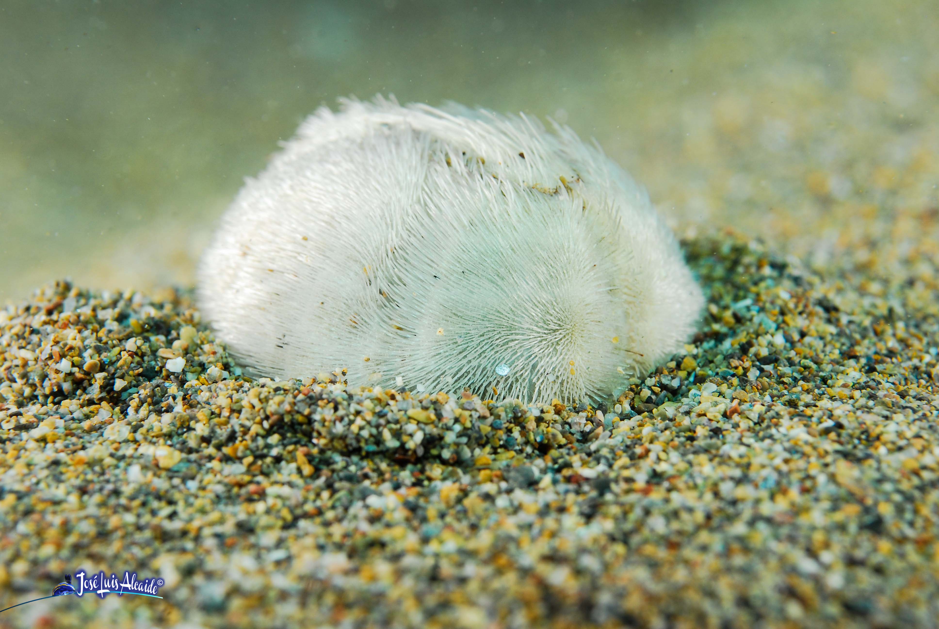 Echinocardium cordatum erizo corazón irregular