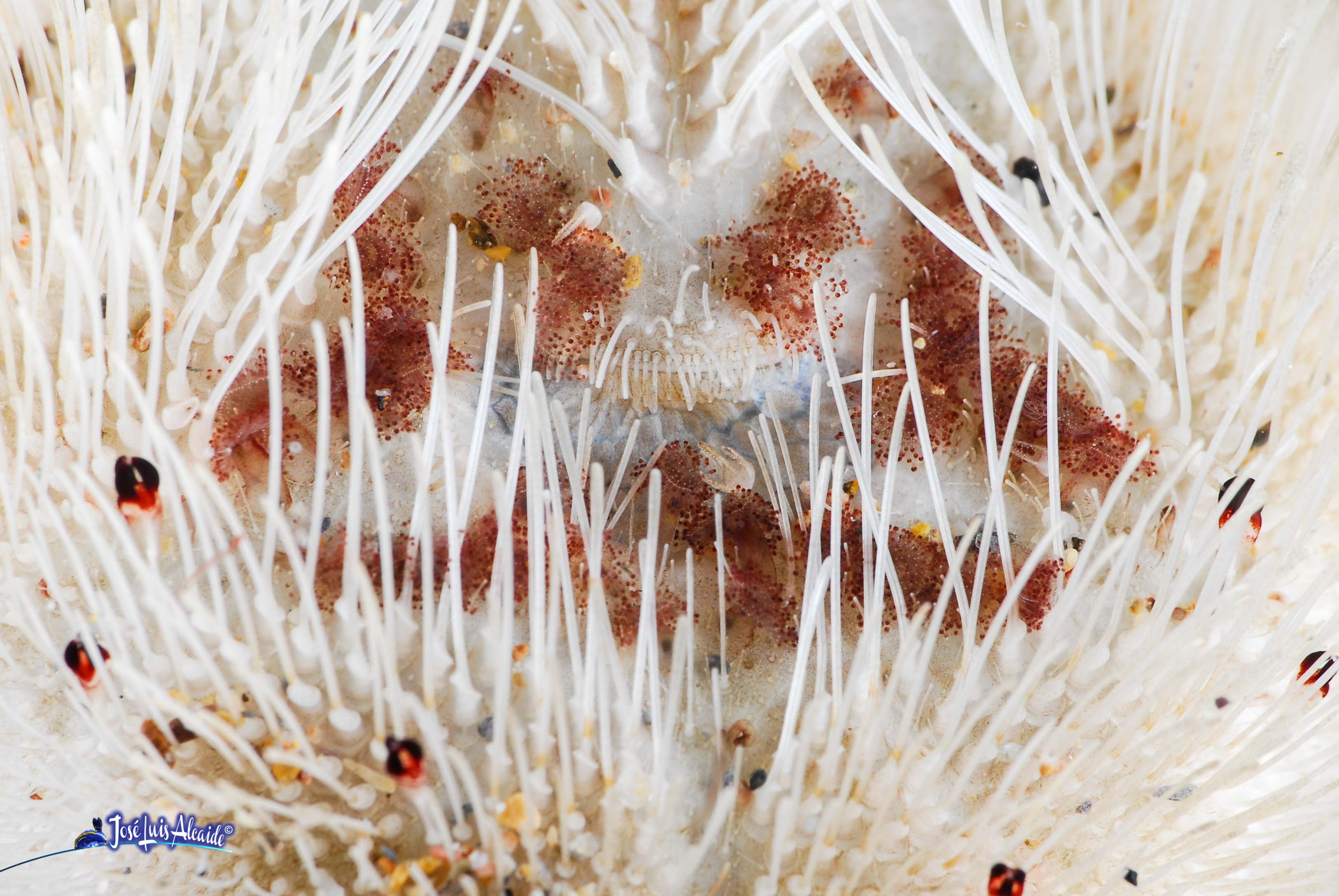 Echinocardium cordatum erizo corazón irregular