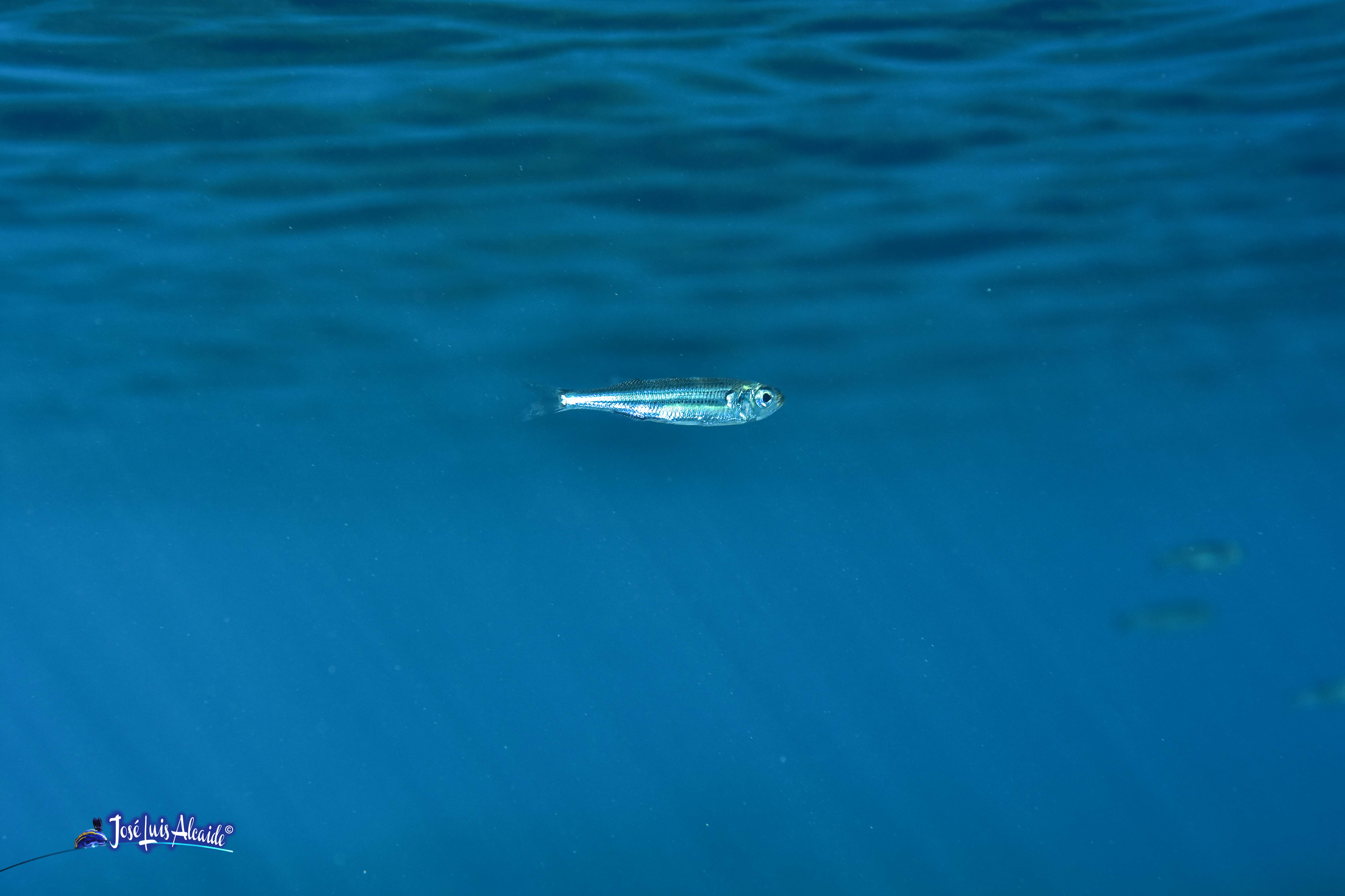 Engraulis encrasicolus boqueron anchoa