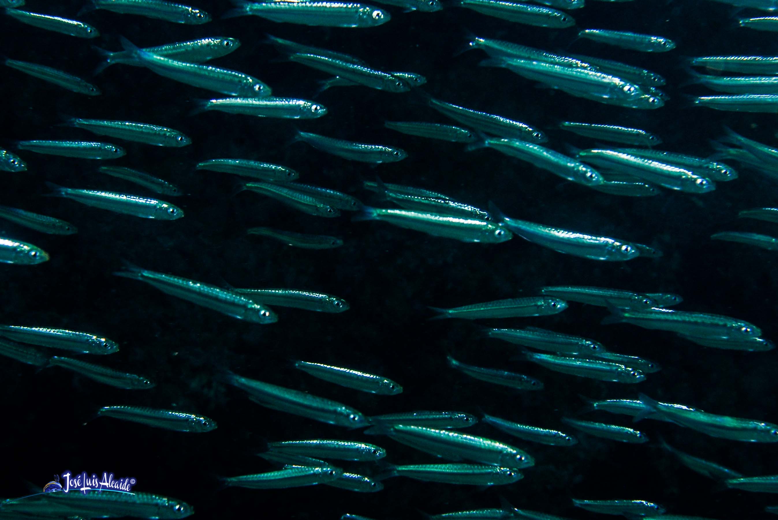Engraulis encrasicolus boqueron anchoa