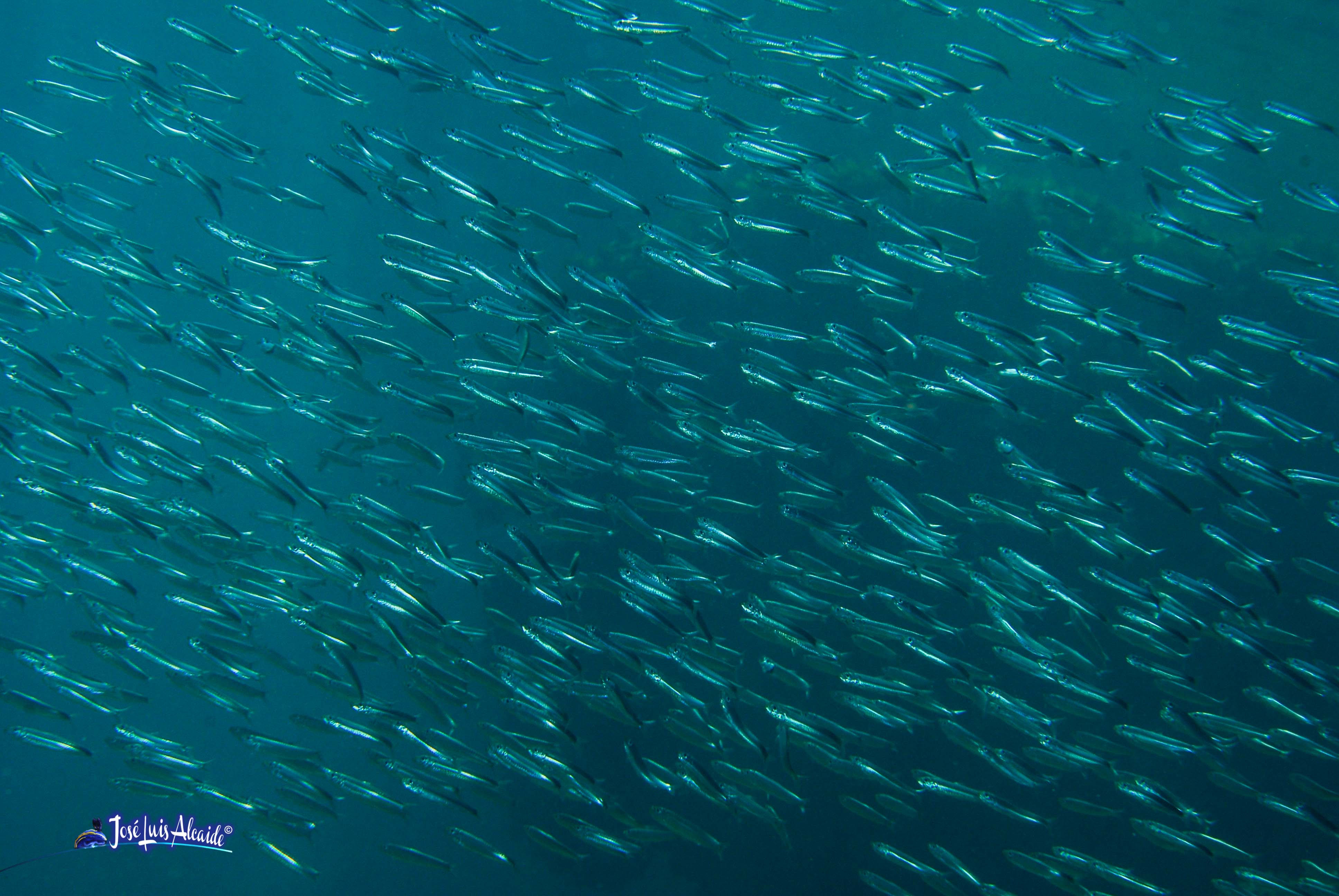 Engraulis encrasicolus boqueron anchoa