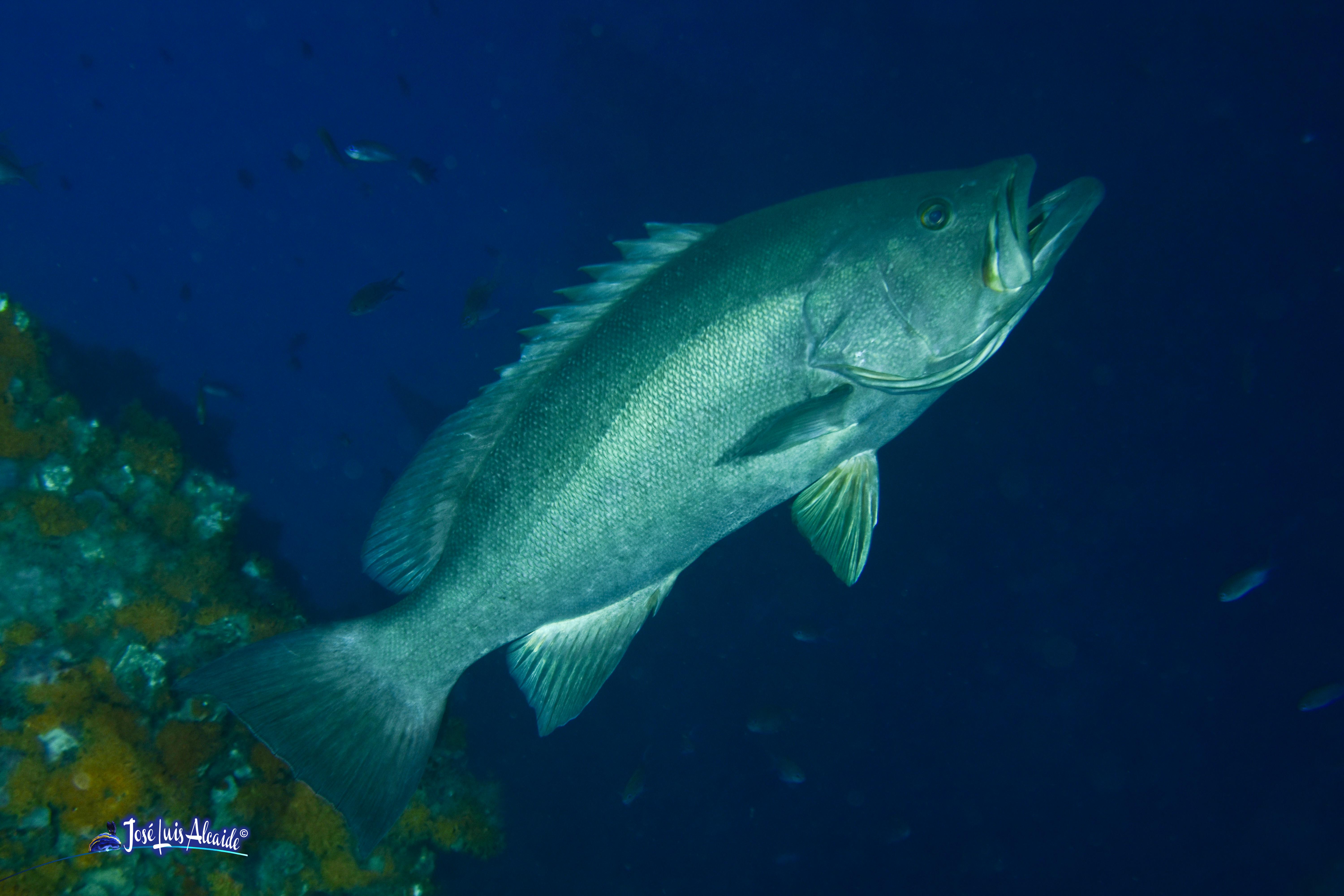 Epinephelus aeneus cherna cherne de ley
