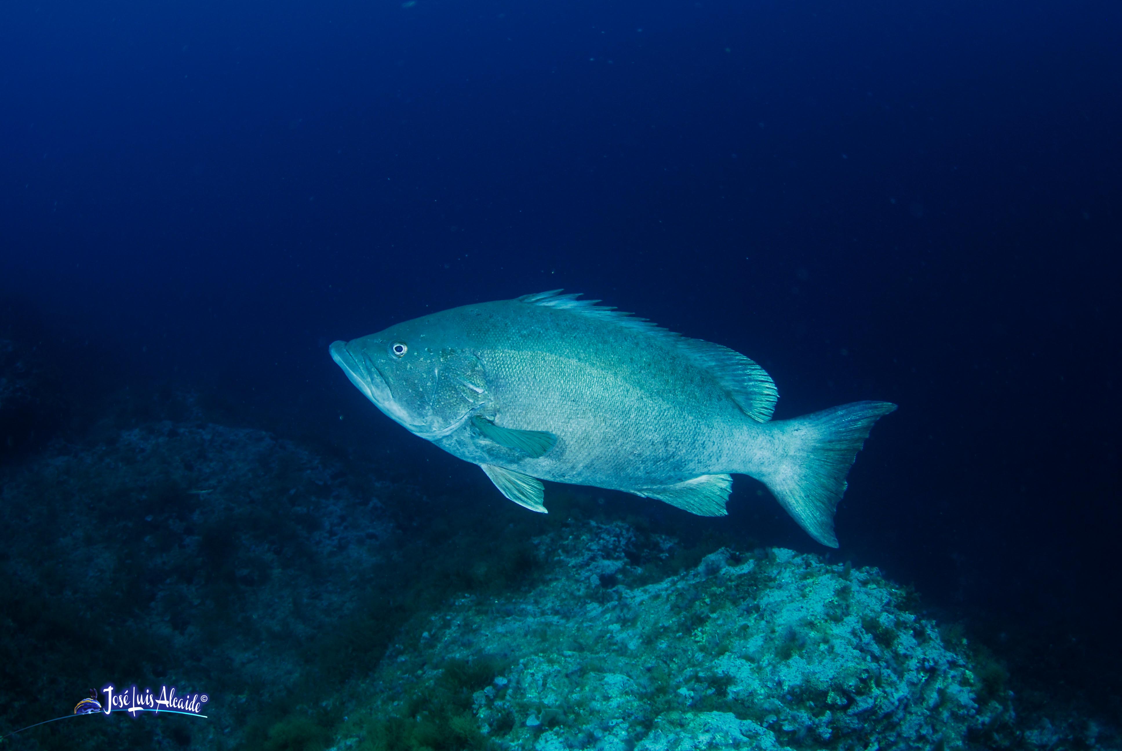 Epinephelus aeneus cherna cherne de ley